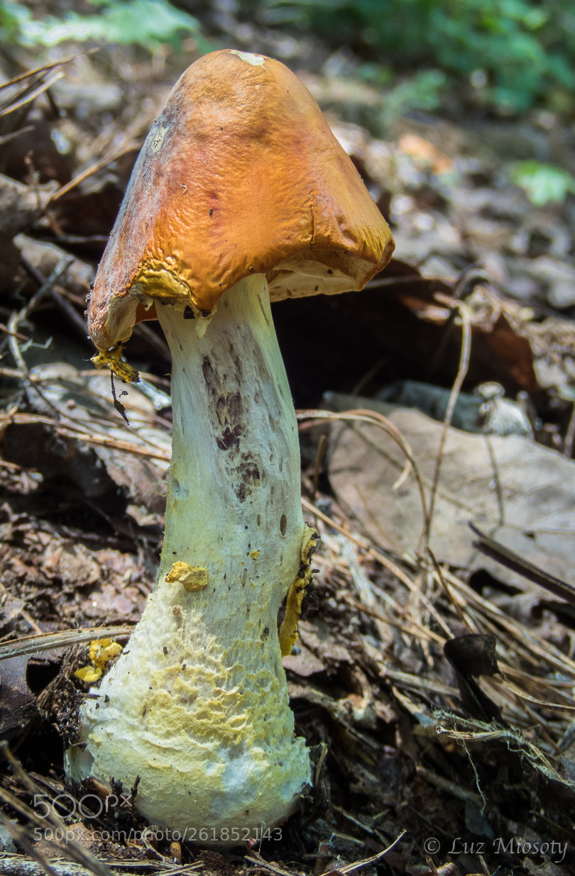 Olympus TG-5 sample photo. Beauty mushroom photography