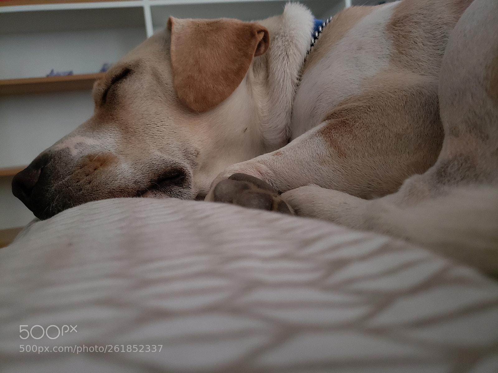 Samsung Galaxy S9 sample photo. Good boy sleeping.... photography