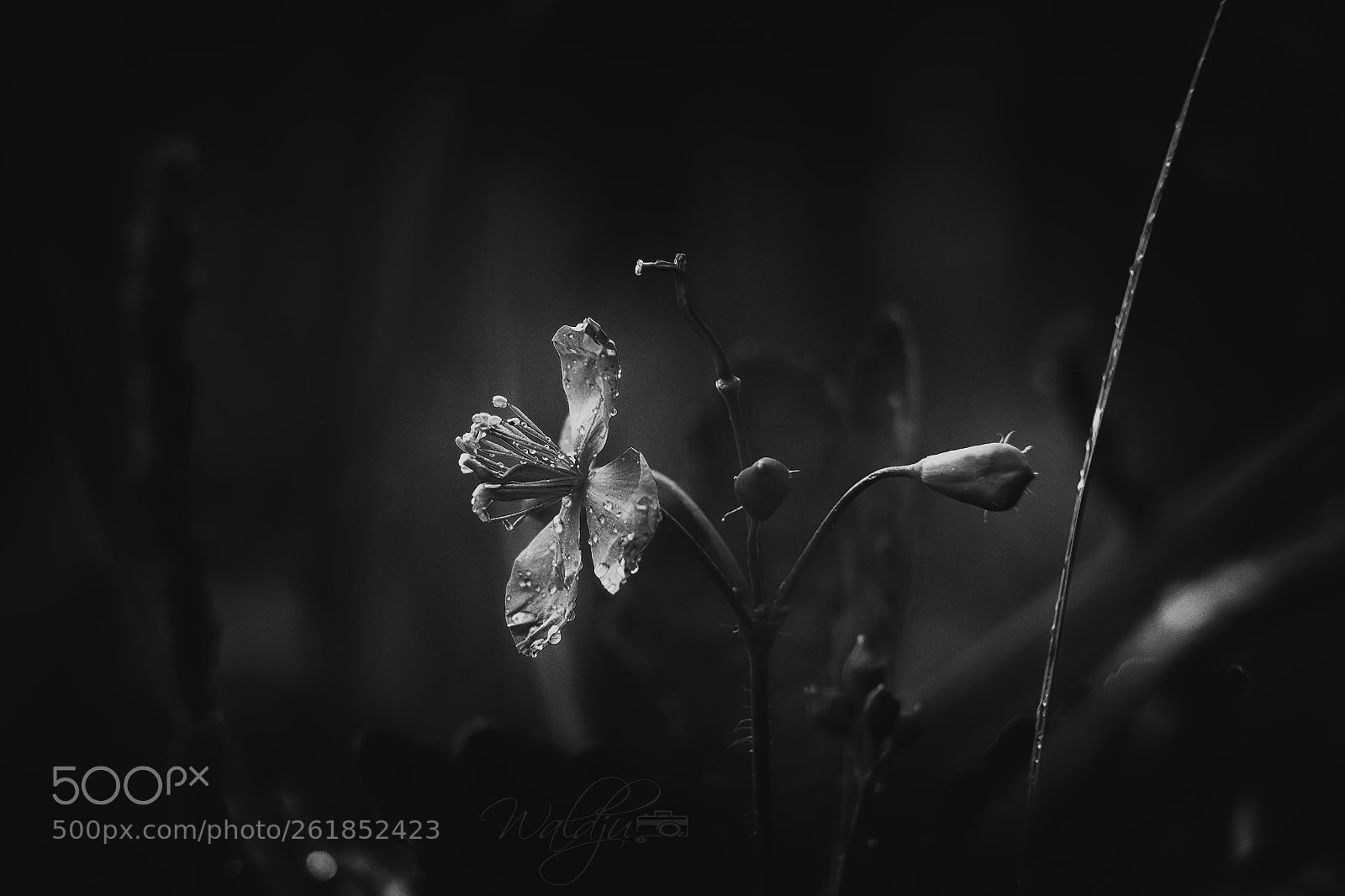 Fujifilm X-T10 sample photo. Light in the dark photography