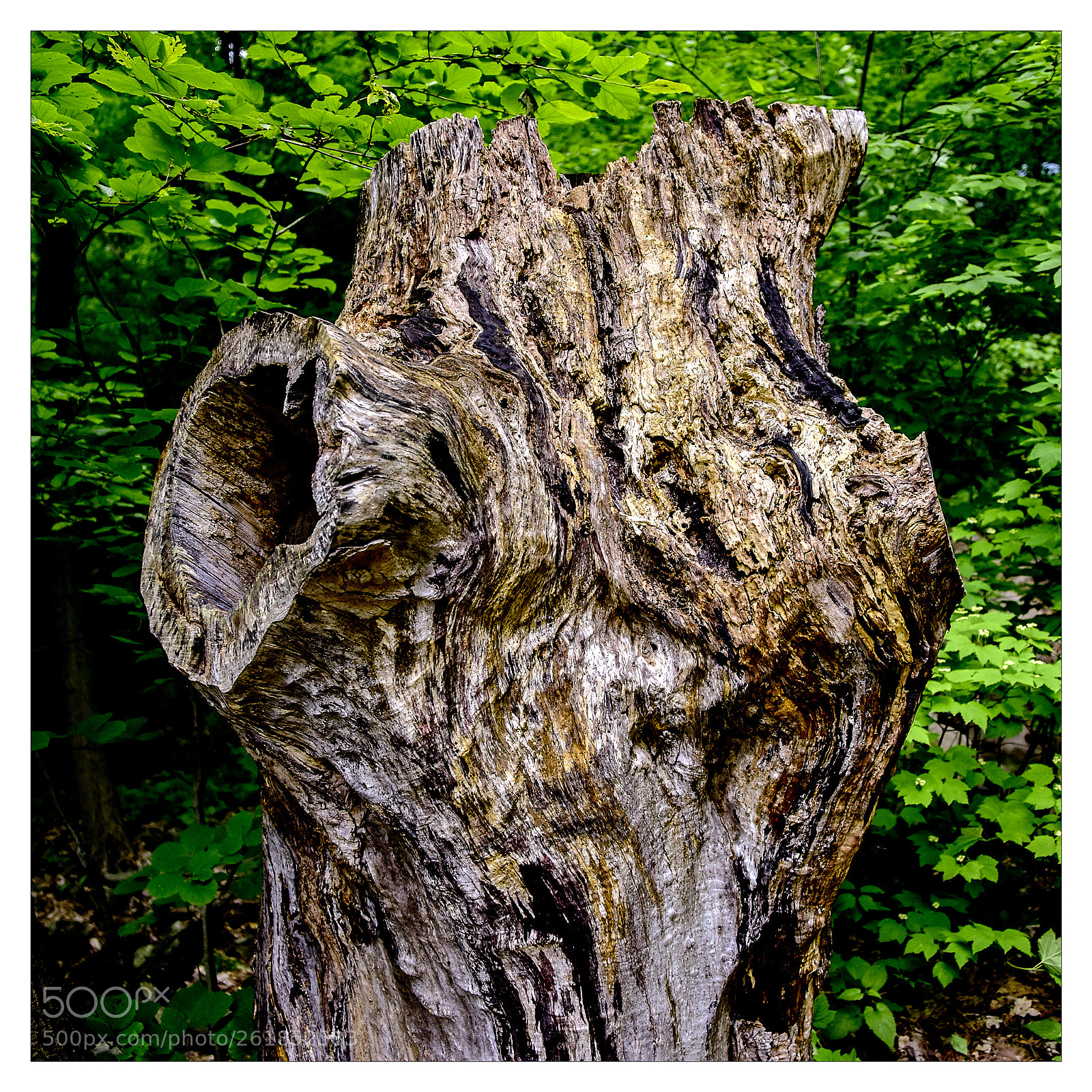 Nikon D810 sample photo. Hollow tree stump photography