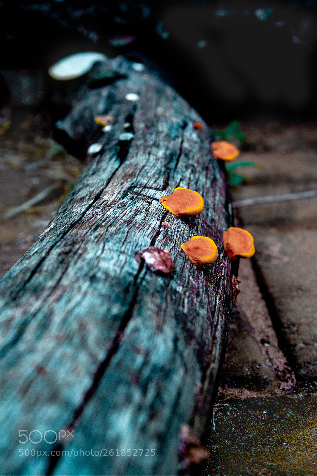 Samsung NX2000 sample photo. Synergy photography