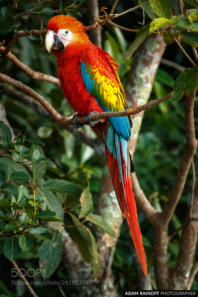 Canon EOS 70D sample photo. Scarlet macaw la macarena photography