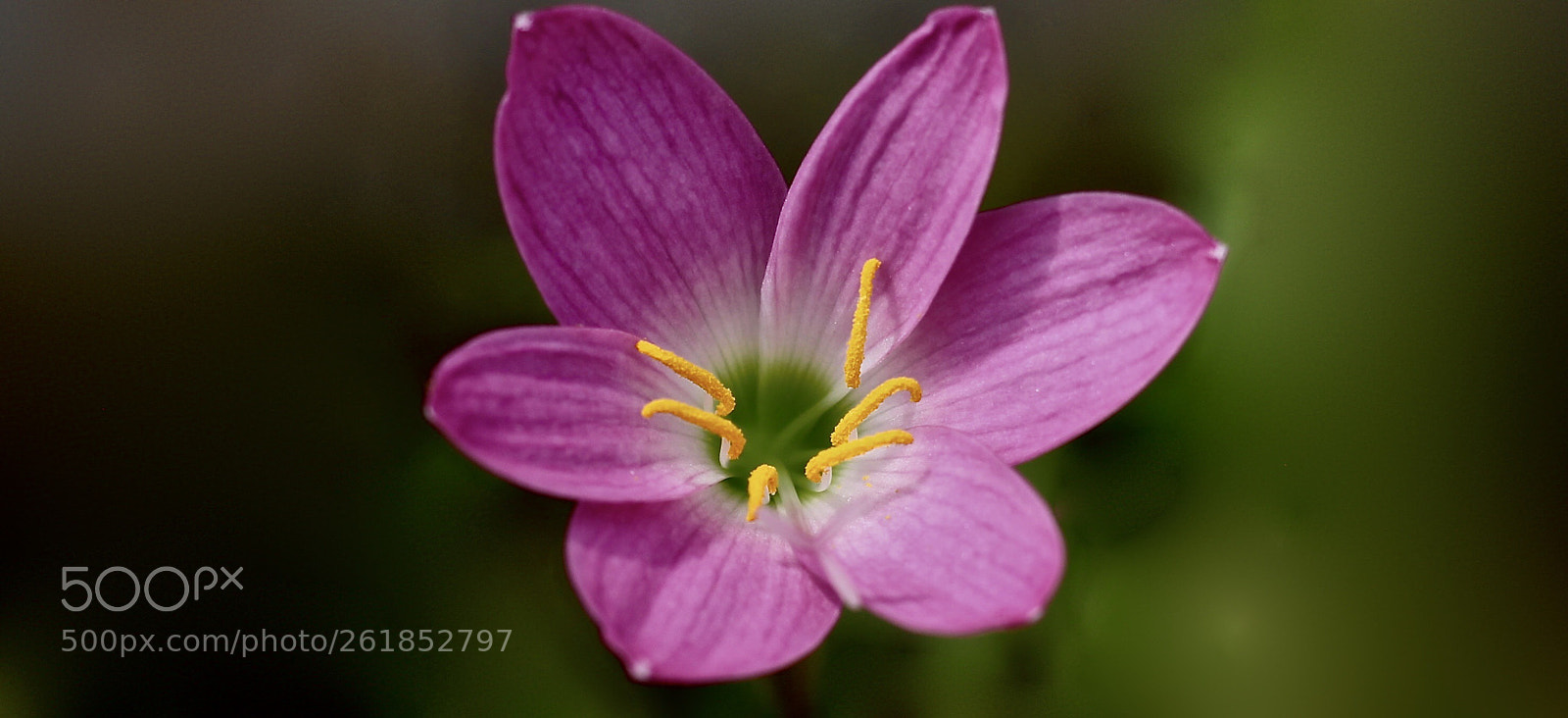 Canon EOS 700D (EOS Rebel T5i / EOS Kiss X7i) sample photo. Bloom photography
