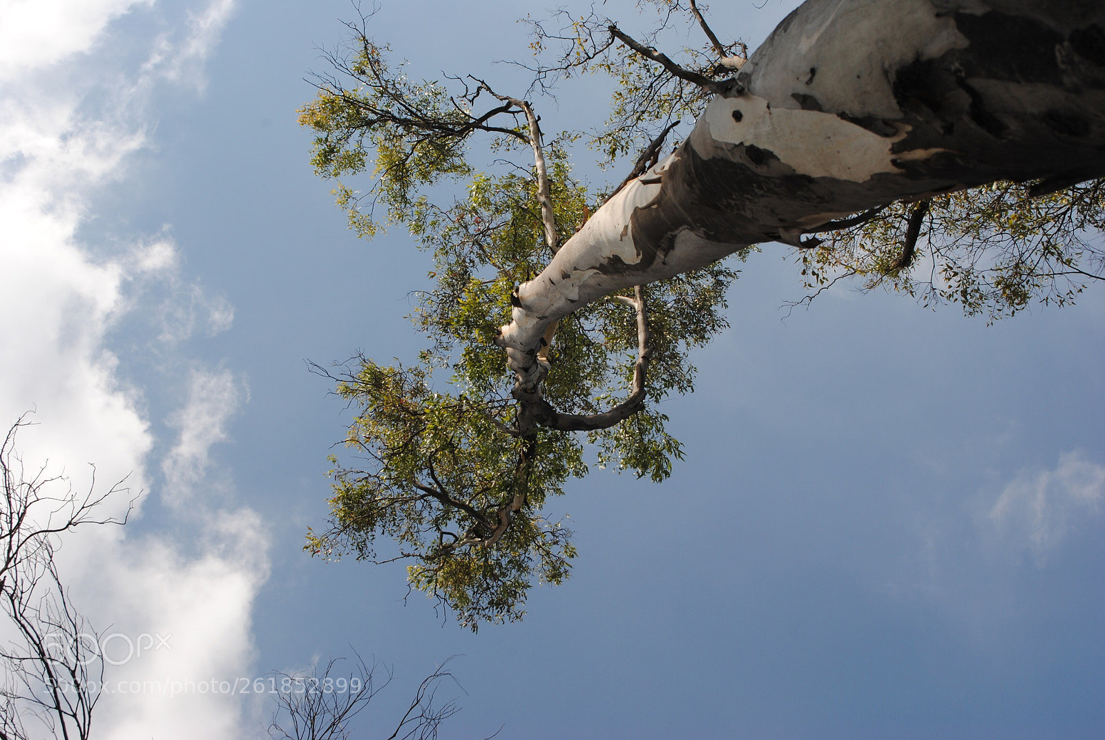 Nikon D3000 sample photo. Chapultepec  photography