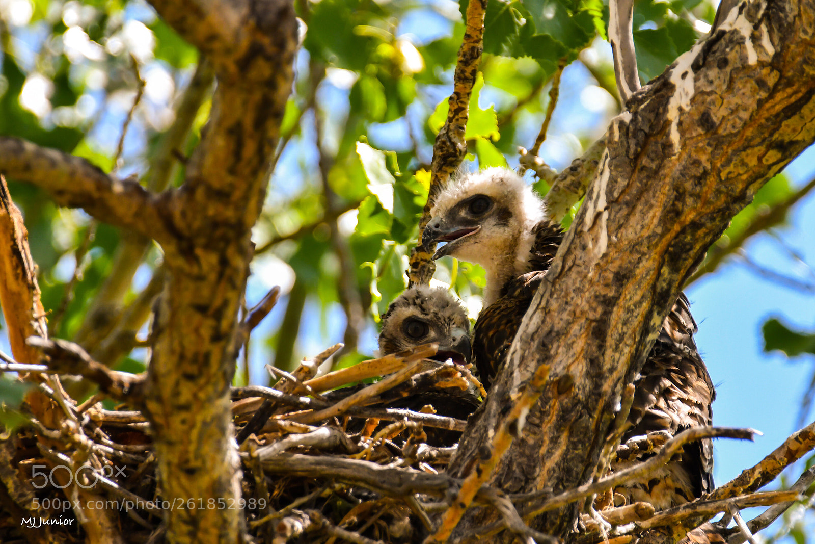 Nikon D7500 sample photo. Baby hawks 0001 photography