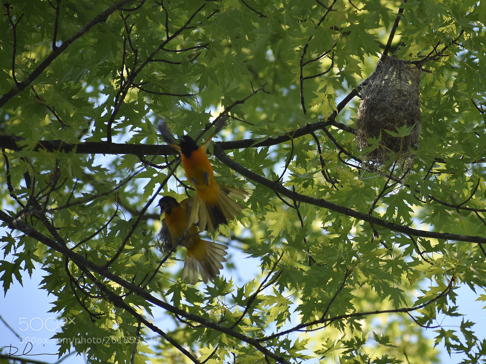 Nikon D3400 sample photo. Baltimore orioles with nest photography