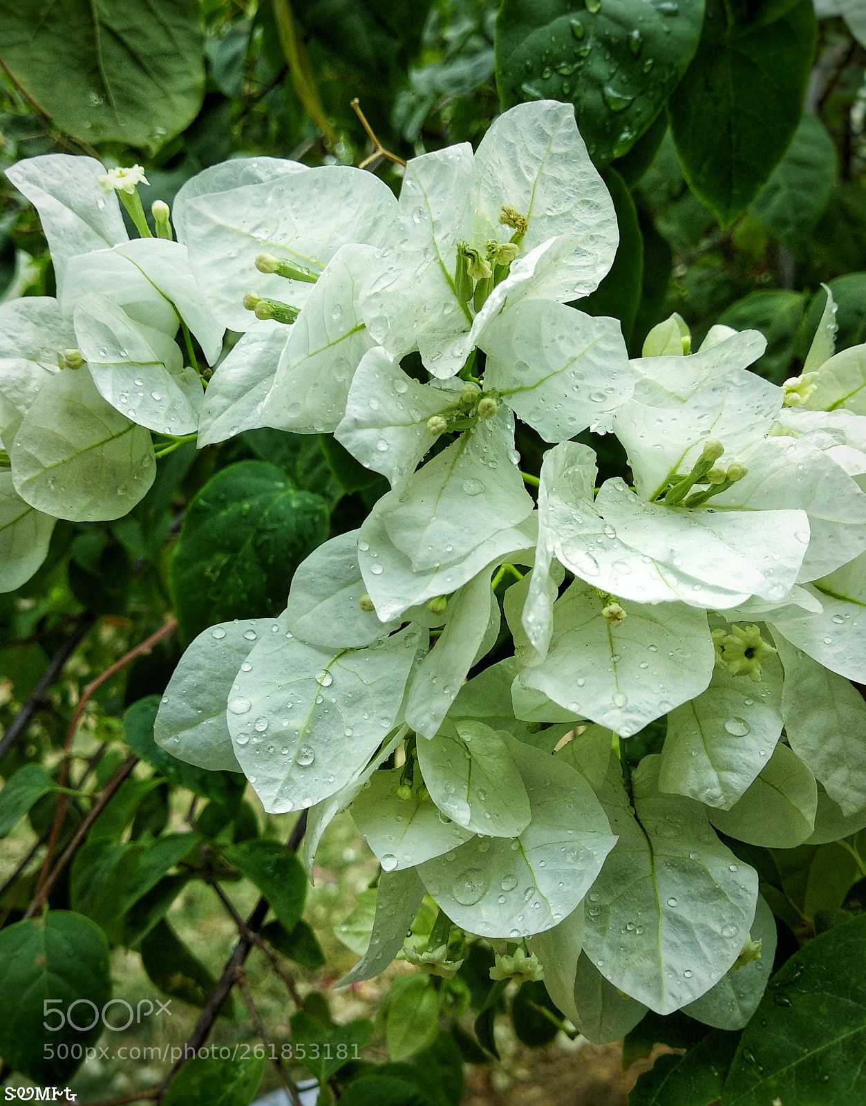 Xiaomi Redmi Note 5 sample photo. вσυgαιηνιℓℓєα photography