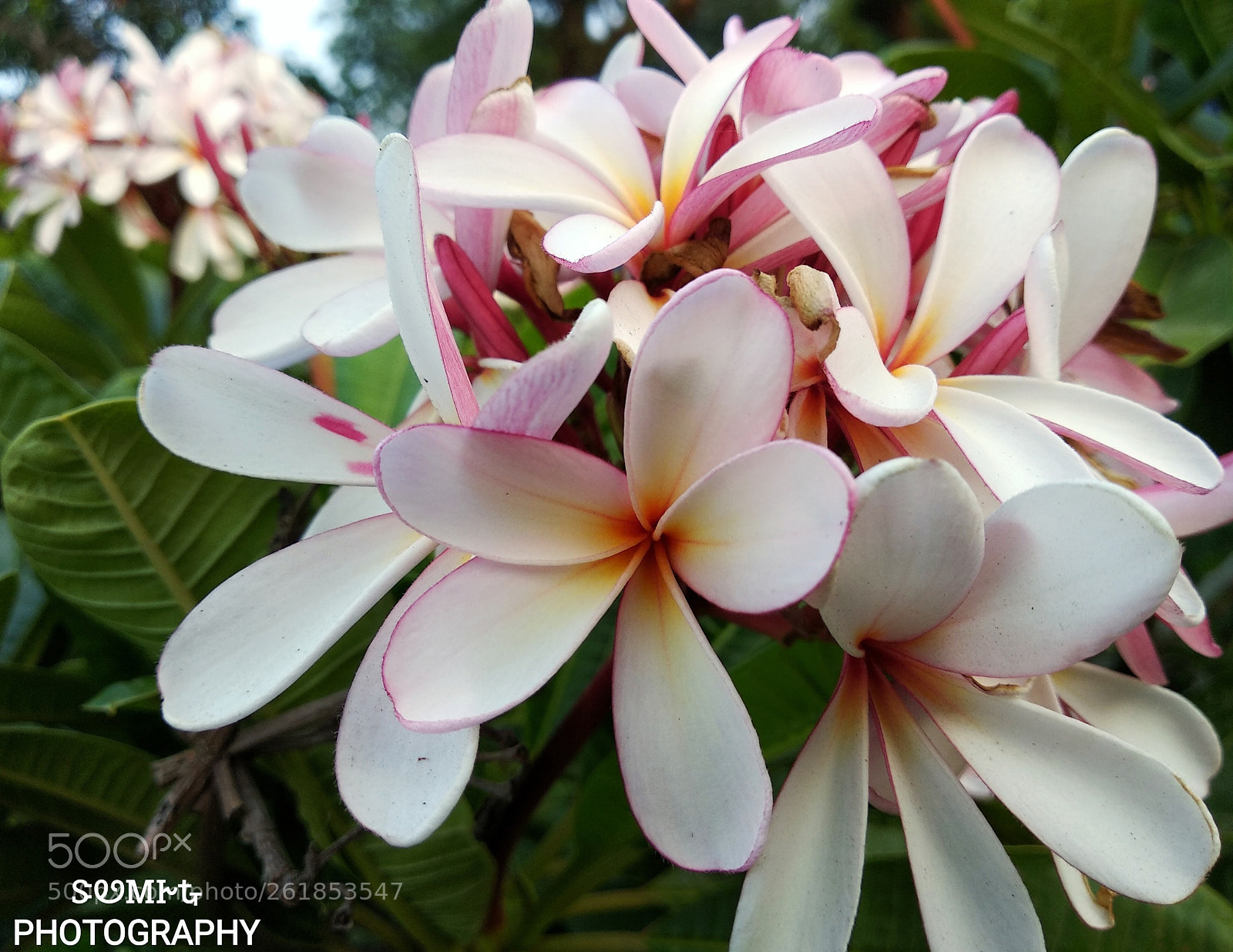 Xiaomi Redmi Note 5 sample photo. ʀɛɖ ʄʀǟռɢɨքǟռɨ photography