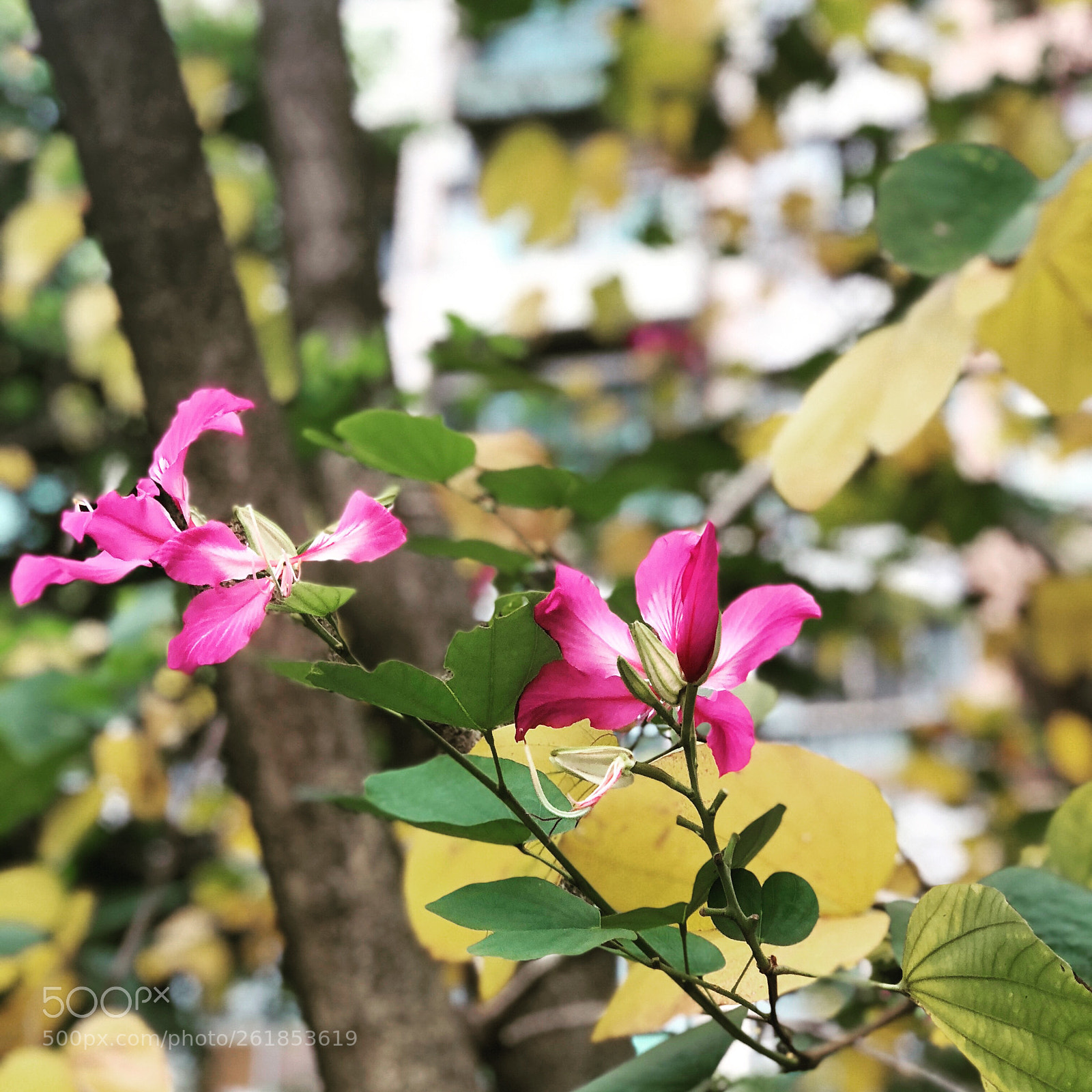 Apple iPhone 8 Plus sample photo. Good morning sz photography