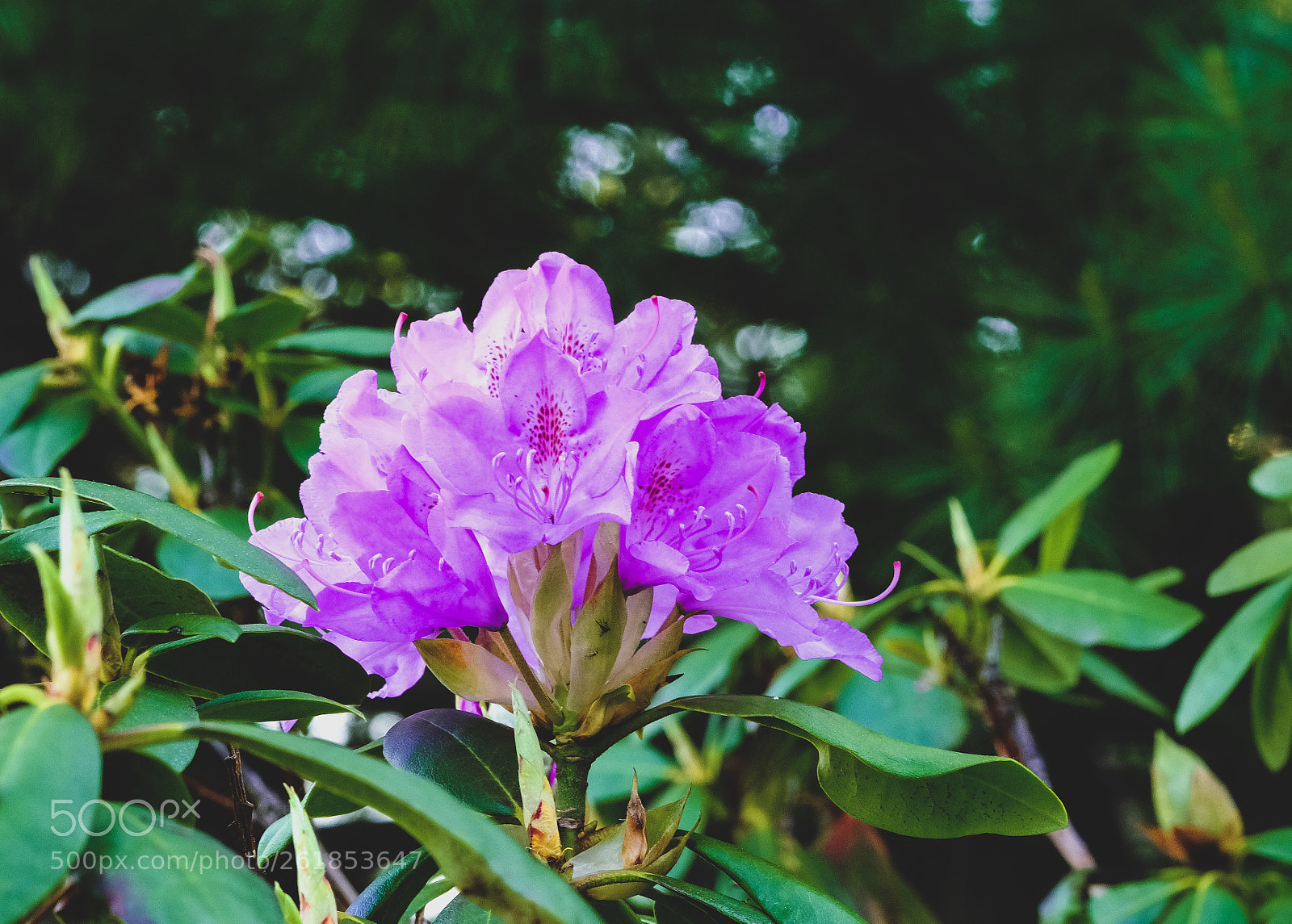 Fujifilm X-E3 sample photo. First of the 2018 rhododendrons photography