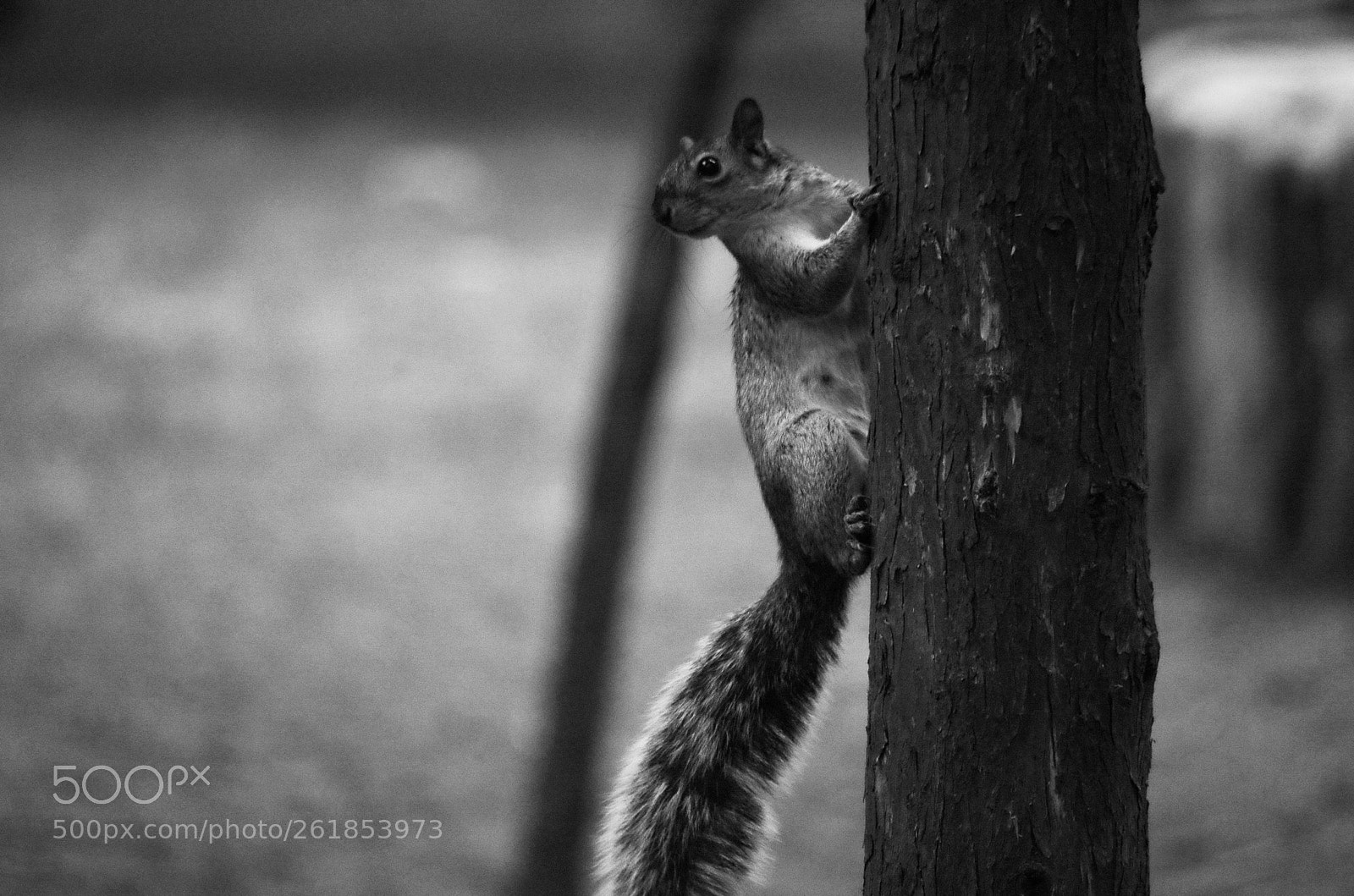 Pentax K-50 sample photo. Untitled photography