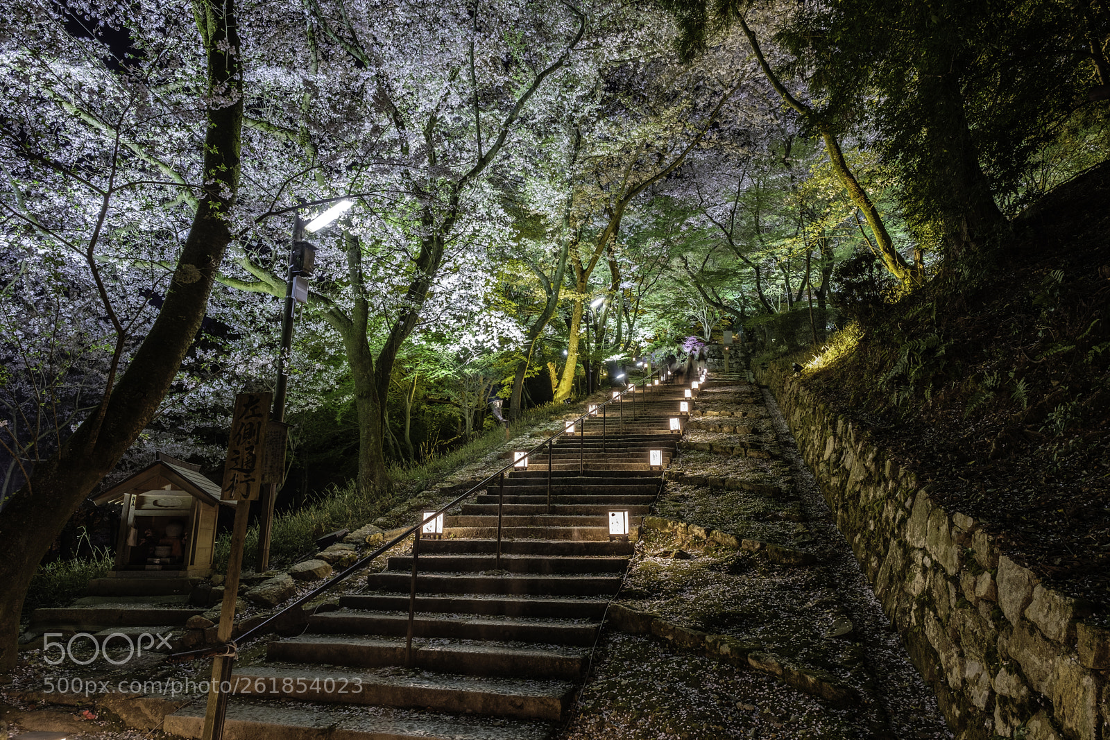 Fujifilm X-T2 sample photo. Japan-三井寺夜櫻 photography