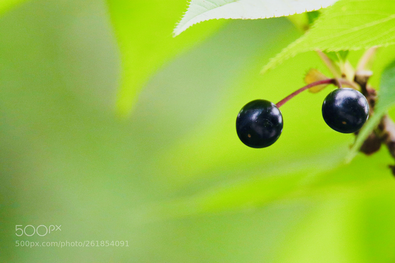 Canon EOS 80D sample photo. 成熟的果实ripe fruit photography