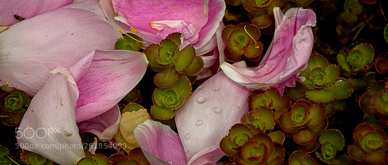 Nikon D7100 sample photo. Peony petals photography