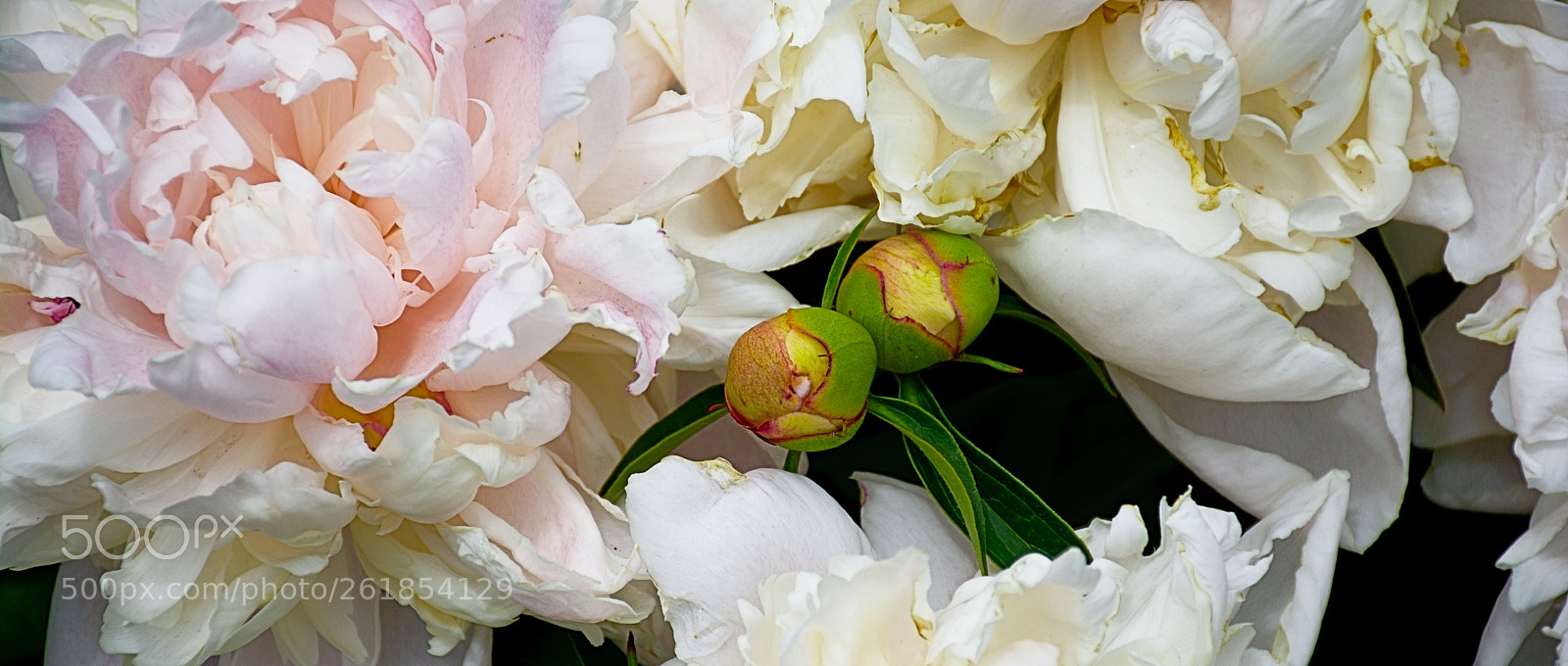 Nikon D7100 sample photo. Peony photography