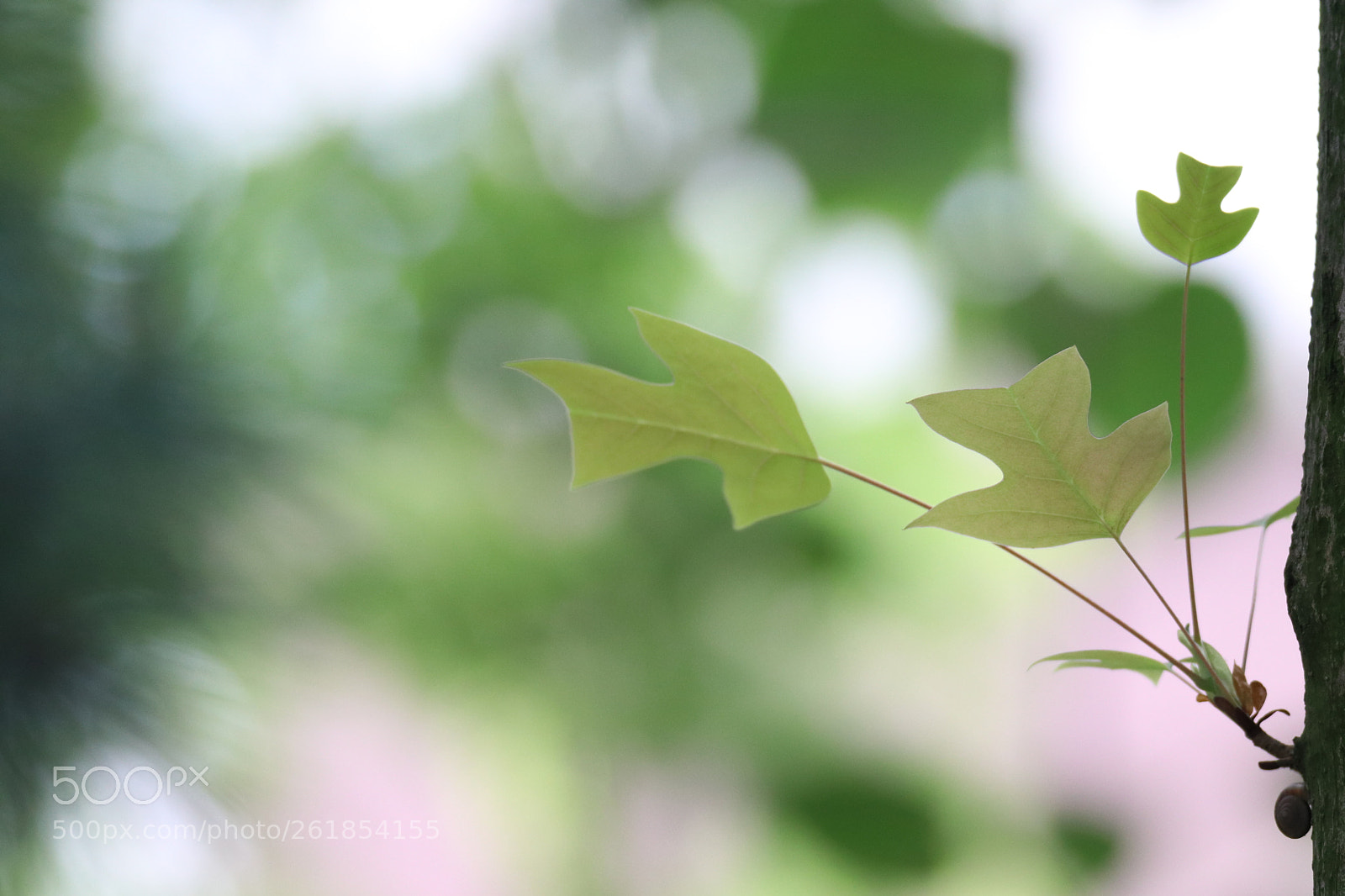 Canon EOS 80D + Tamron SP 150-600mm F5-6.3 Di VC USD sample photo. 夏之叶summer leaves photography