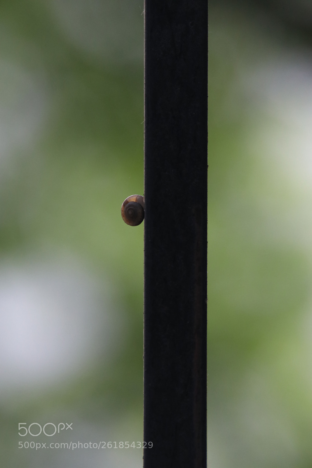 Tamron SP 150-600mm F5-6.3 Di VC USD sample photo. 攀登a climbing snail photography