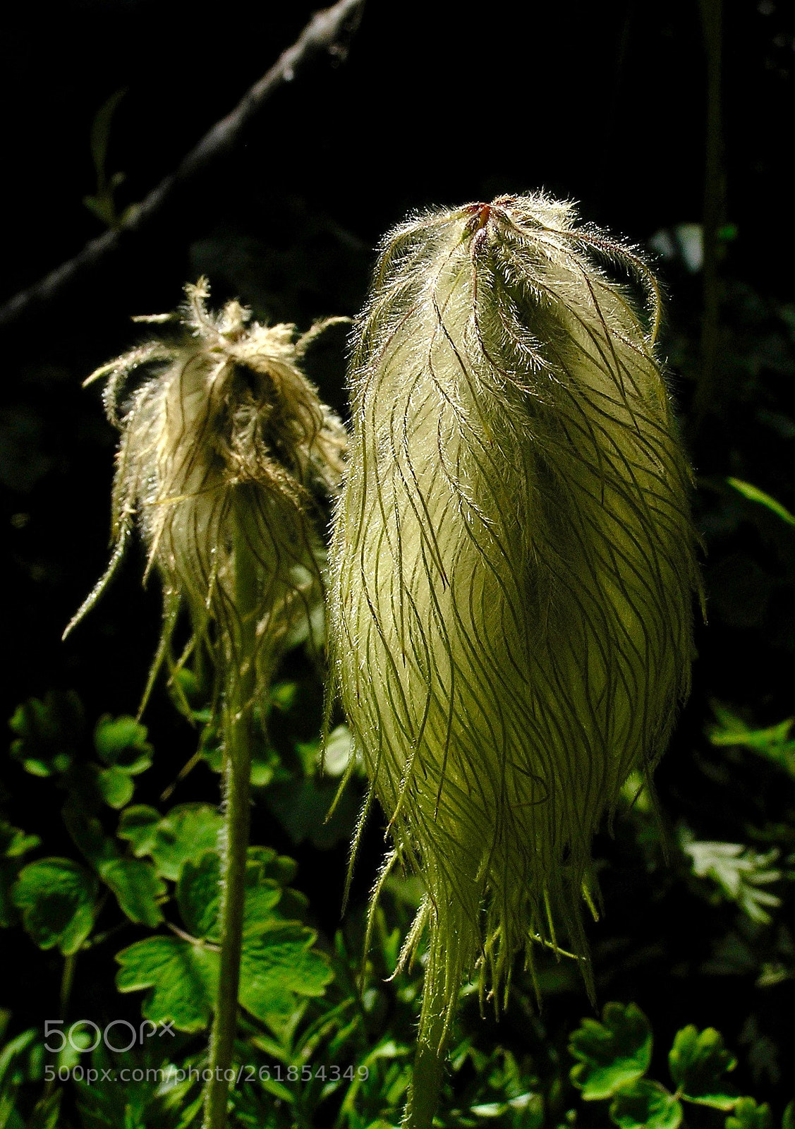 Olympus C765UZ sample photo. Swirled avens seeds photography