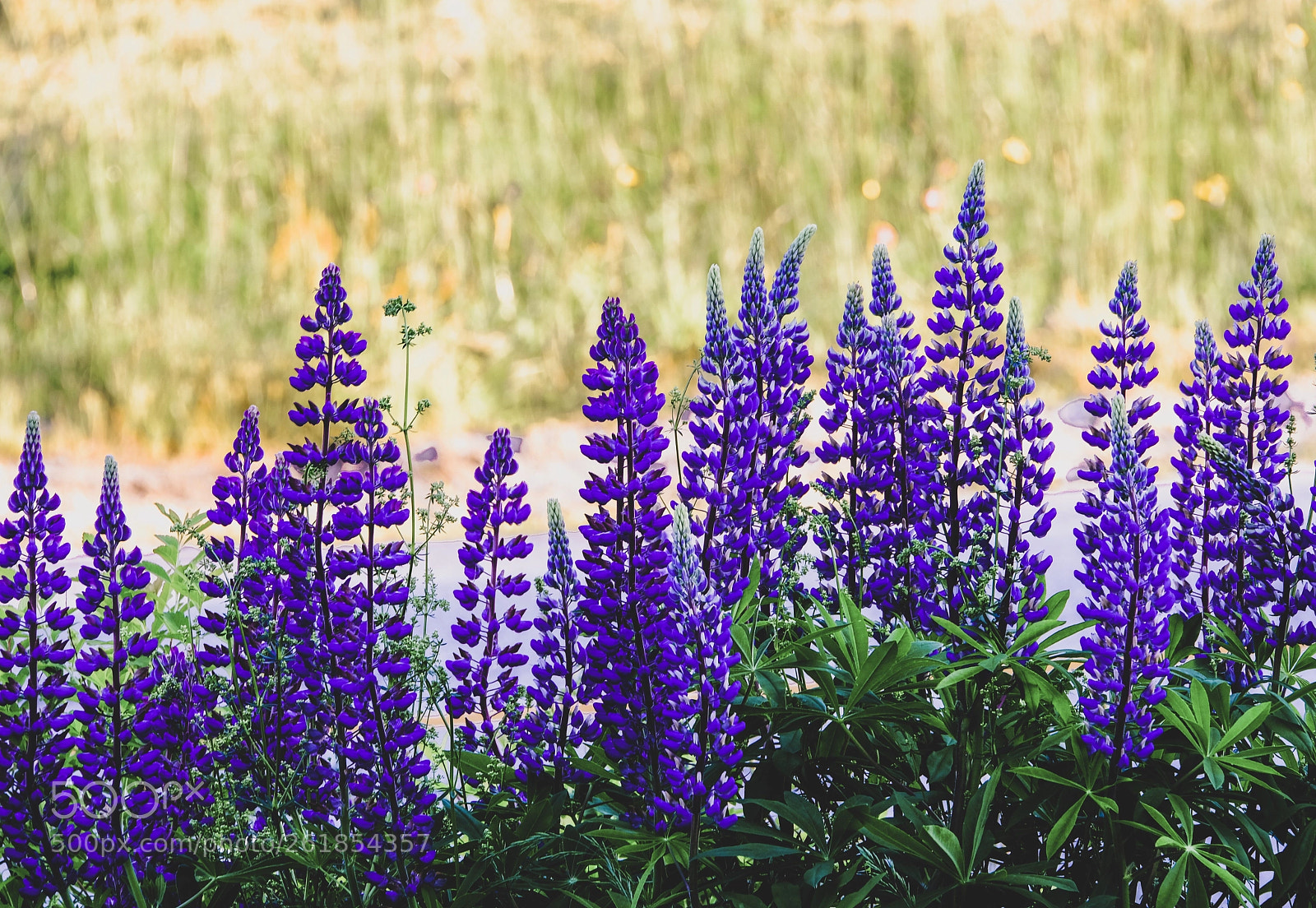 Fujifilm X-E3 sample photo. June lupine; maine photography