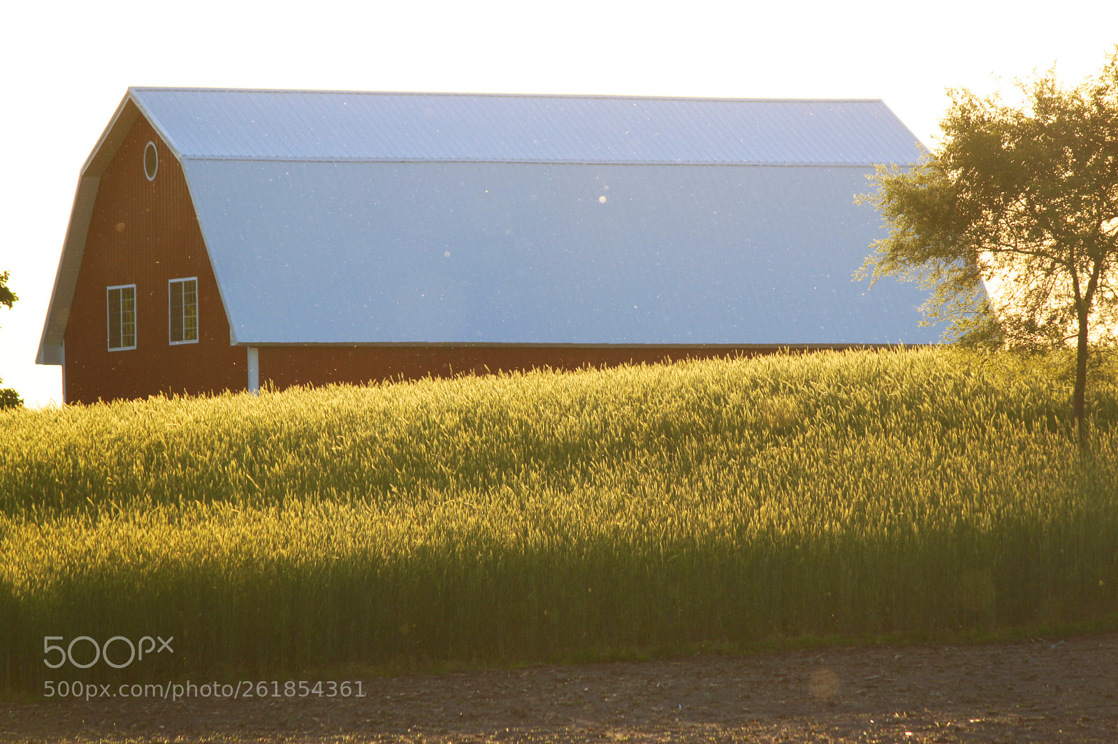 Canon EOS 500D (EOS Rebel T1i / EOS Kiss X3) sample photo. Redbarn close photography