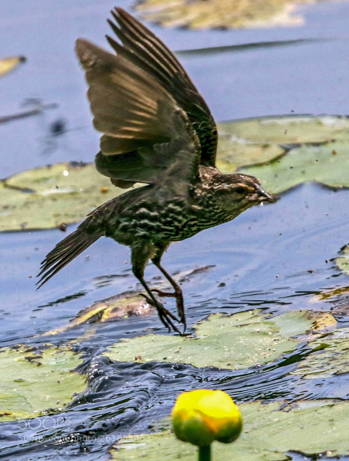 Canon EOS 7D Mark II sample photo. Female red winged blackbird photography