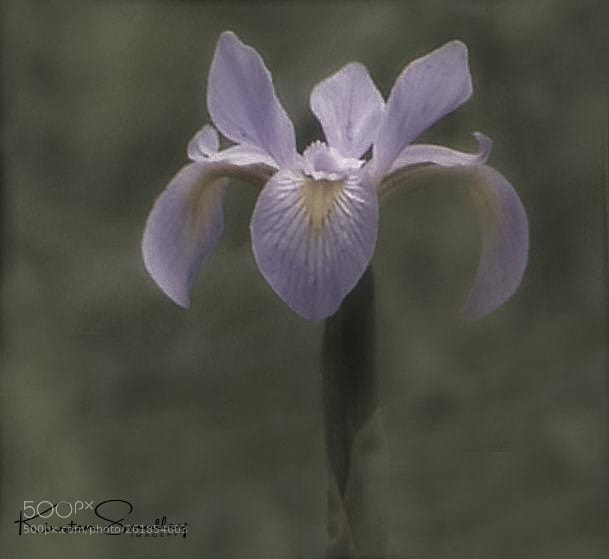 Nikon D3400 sample photo. Iris photography
