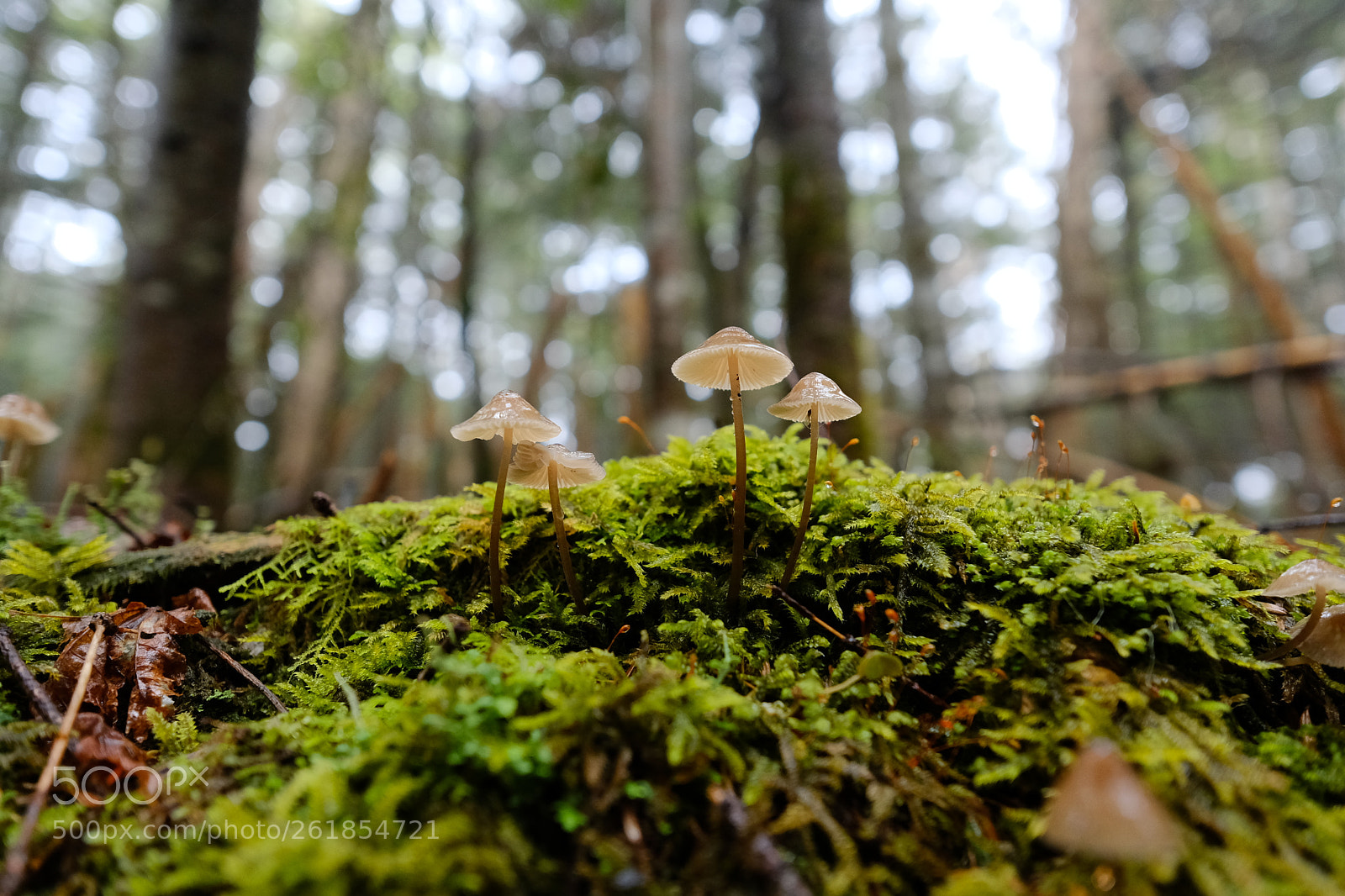 Fujifilm X-T2 sample photo. 苔と茸 photography