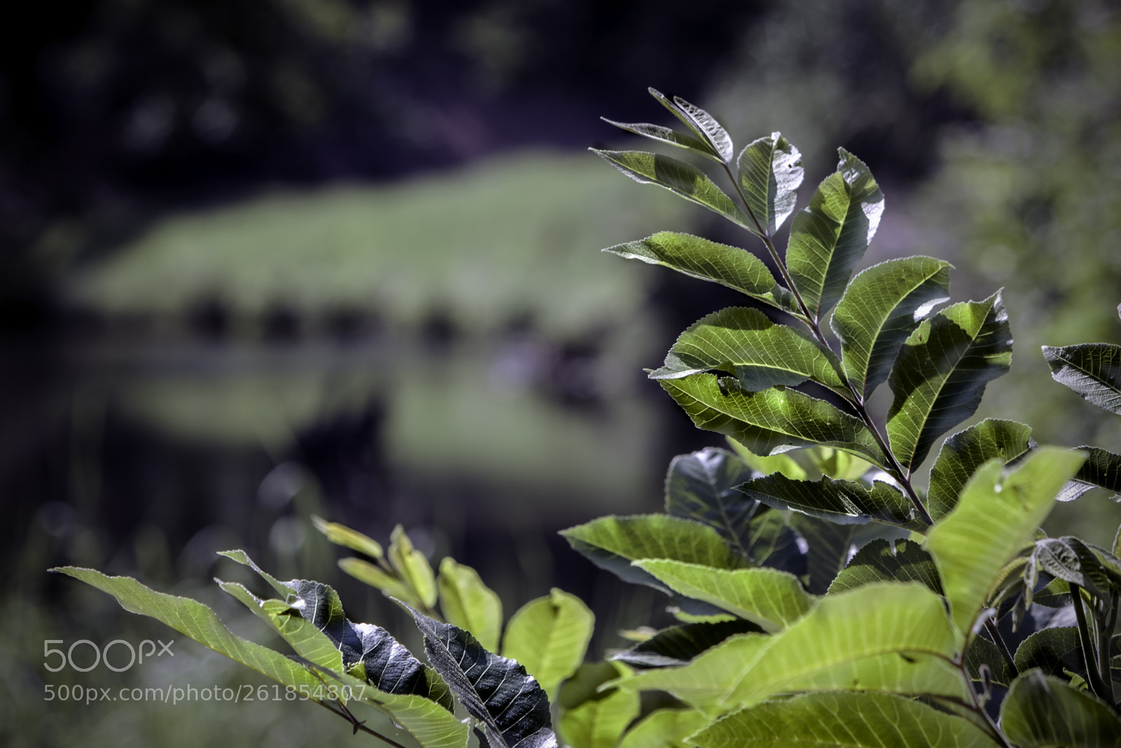 Canon EOS 650D (EOS Rebel T4i / EOS Kiss X6i) sample photo. Leaves photography