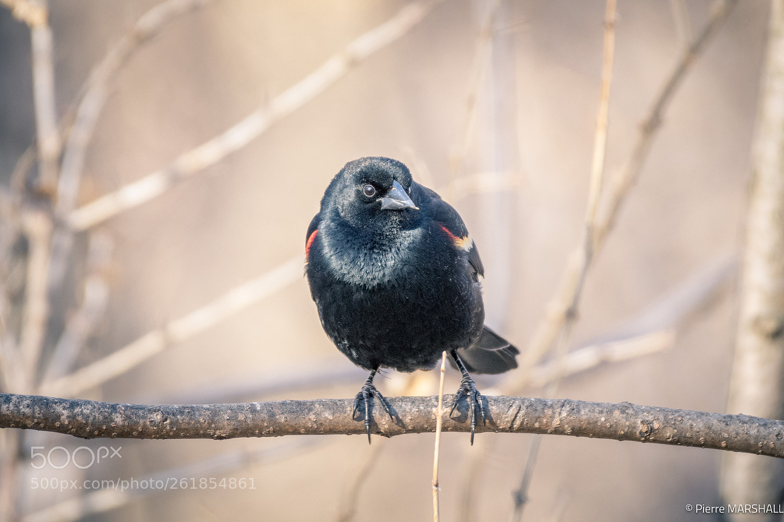 Nikon D500 sample photo. Red-winged blackbird photography