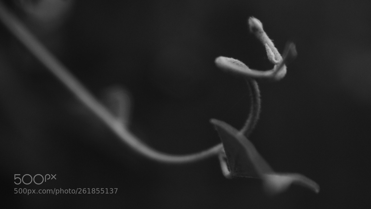 Nikon D3400 sample photo. Tendril photography