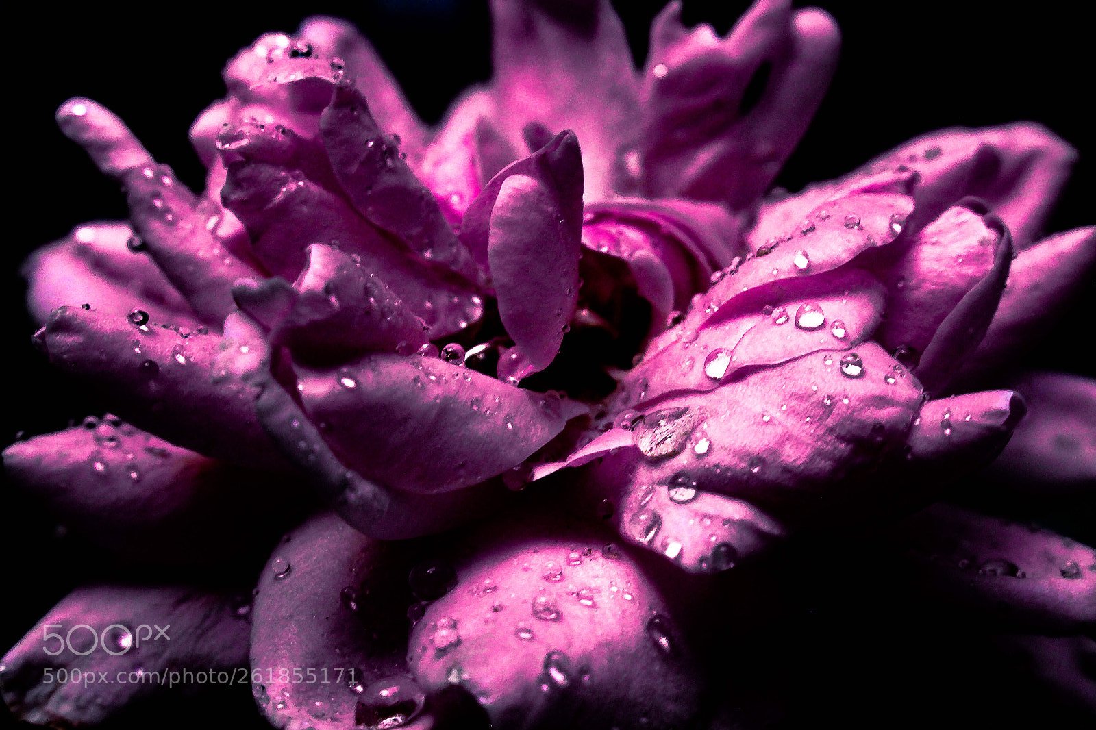 Canon EOS 700D (EOS Rebel T5i / EOS Kiss X7i) sample photo. Rose photography