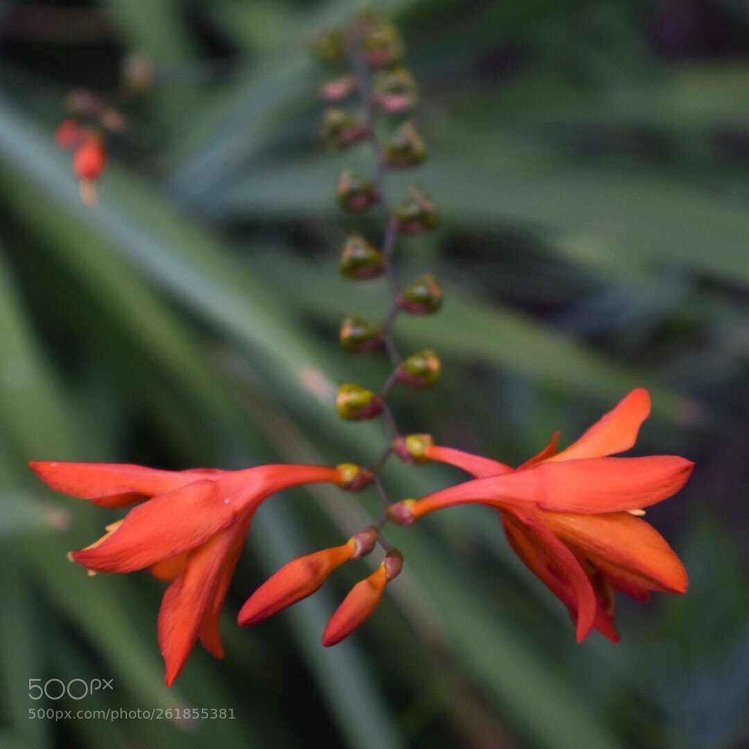 Nikon D3400 sample photo. Firecracker  photography