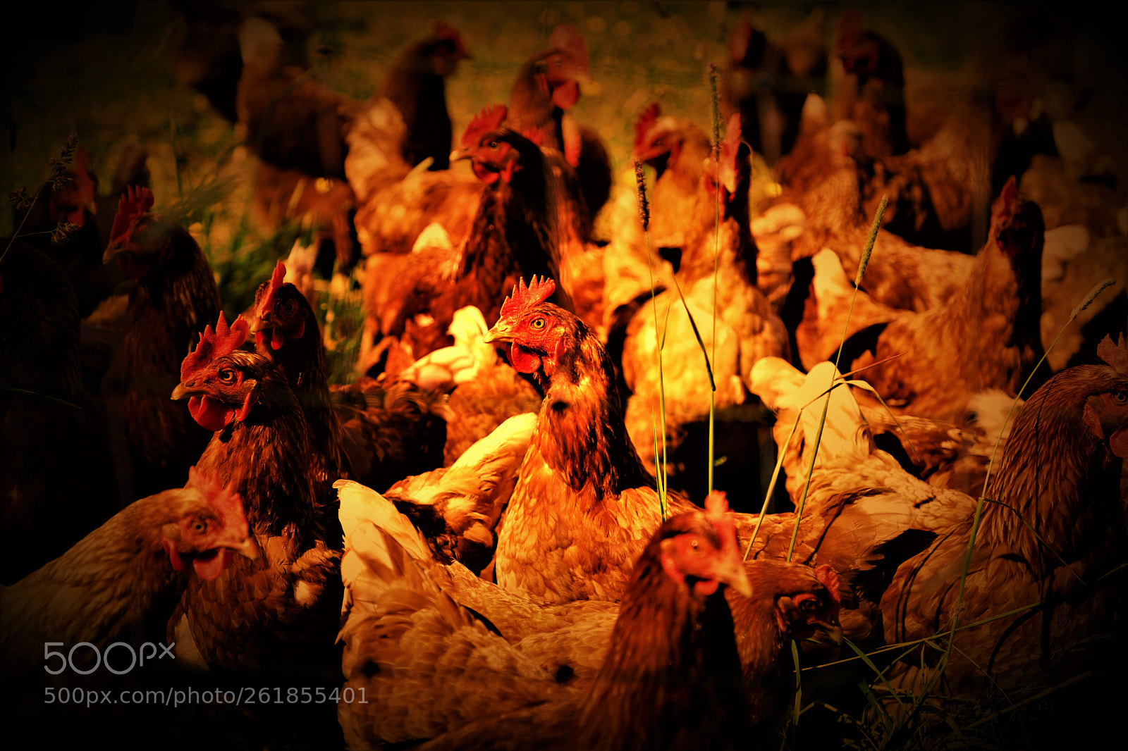 Canon EOS 6D Mark II sample photo. Hens -- "鹤"立鸡群 photography