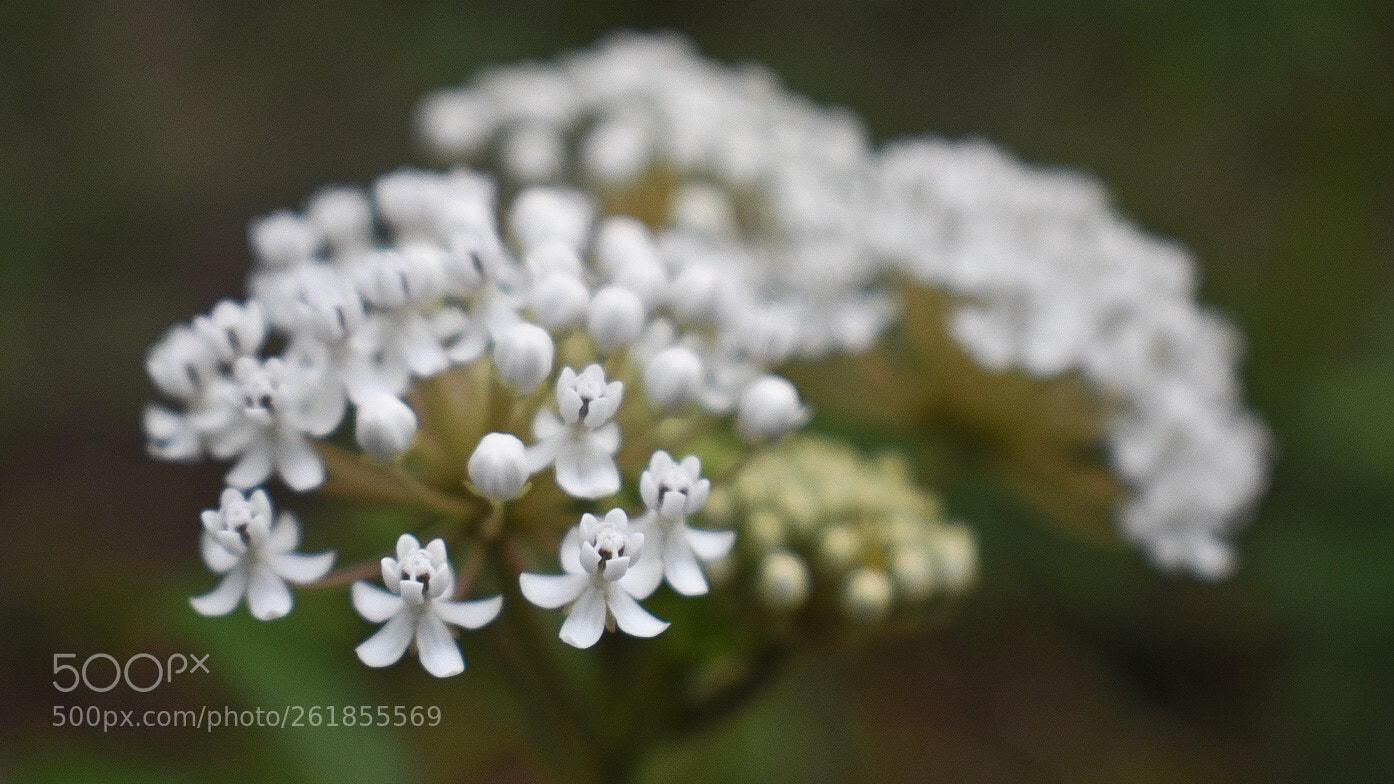 Nikon D3400 sample photo. Aquatic milkweed  photography