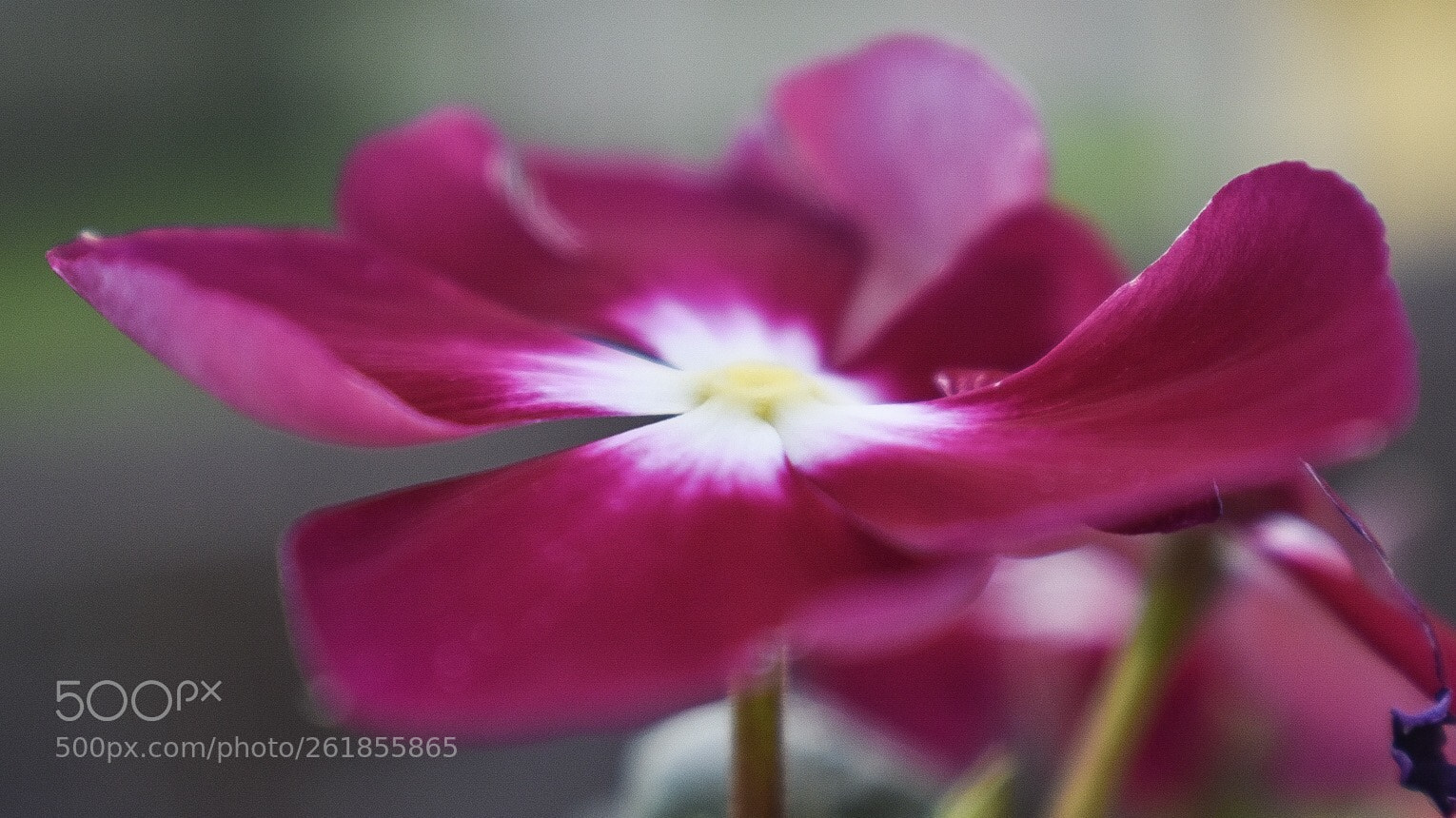 Nikon D3400 sample photo. Vinca photography