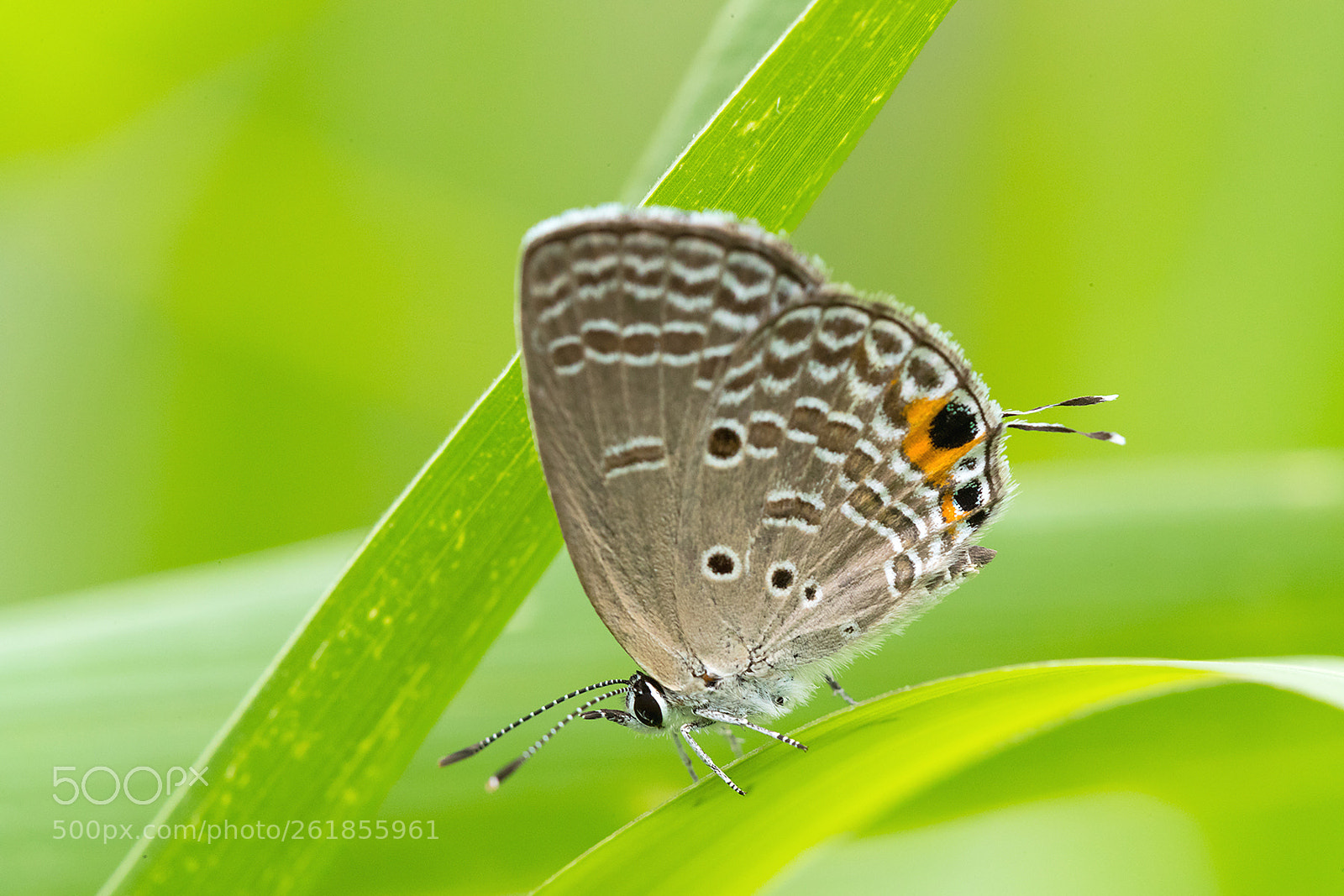 Canon EOS-1D X Mark II sample photo. Chilades pandava photography