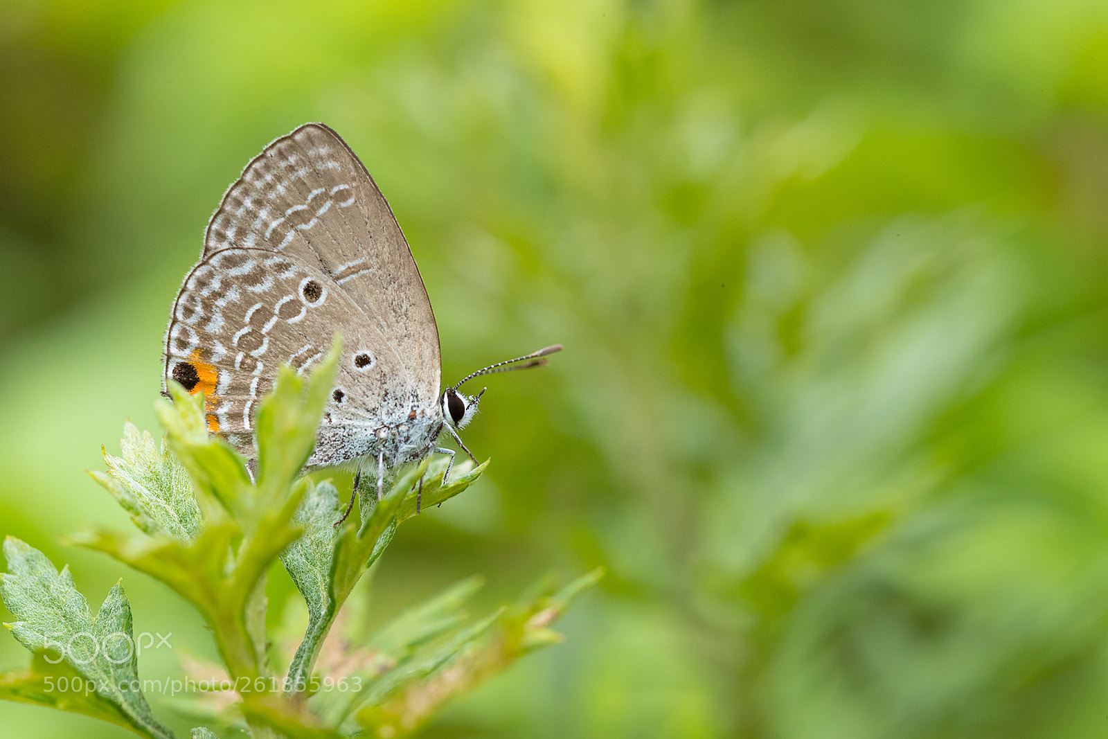 Canon EOS-1D X Mark II sample photo. Chilades pandava photography