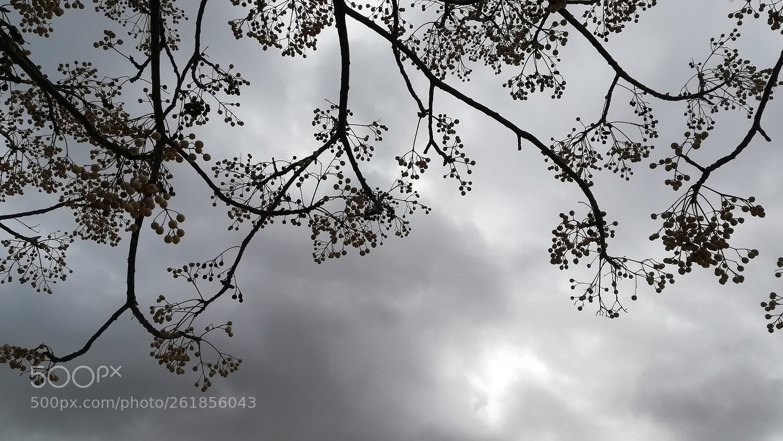 HUAWEI PRA-LX1 sample photo. Armonías vegetales ii photography