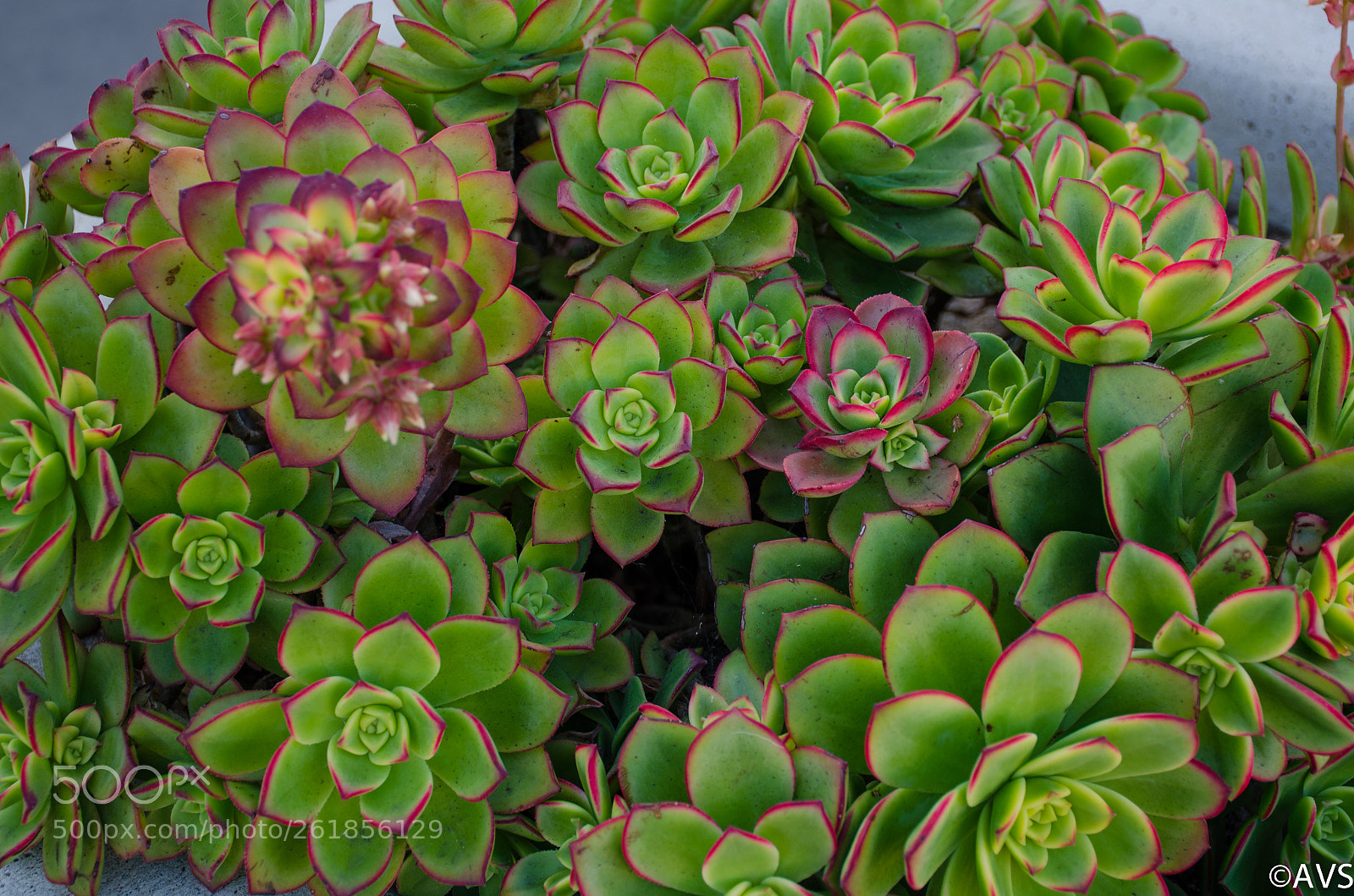 Nikon D7000 sample photo. Rose cactus photography