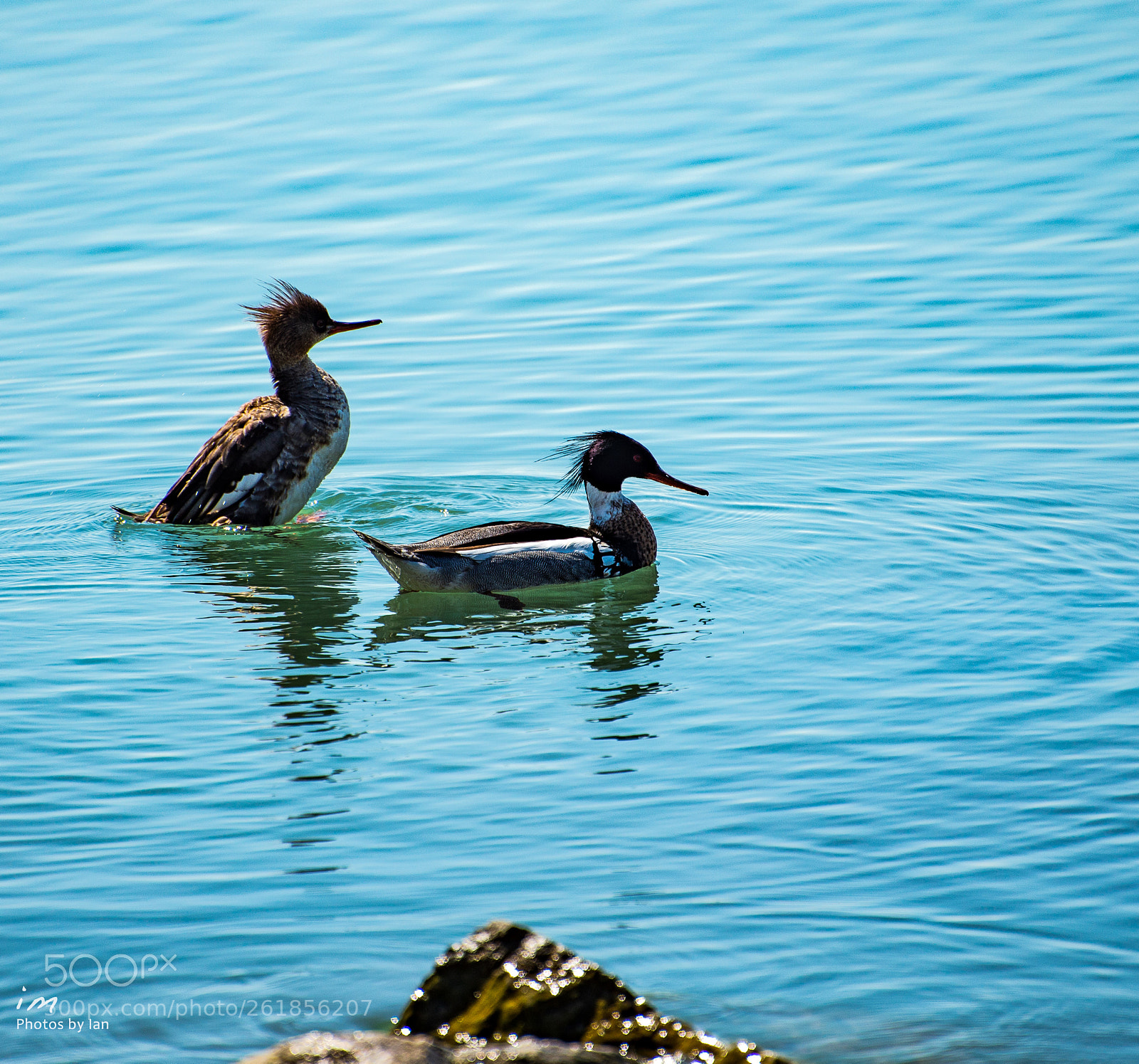 Nikon D610 sample photo. Red breasted merganser photography