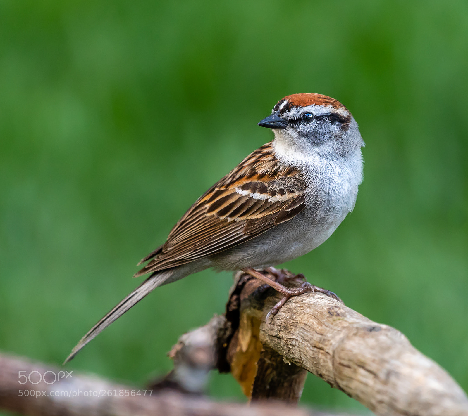 Nikon D500 sample photo. Perched chipping sparrow photography