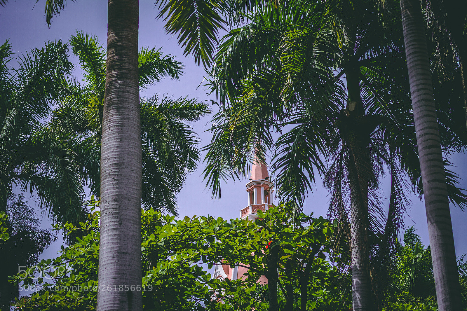 Canon EOS 7D sample photo. Look into the trees. photography
