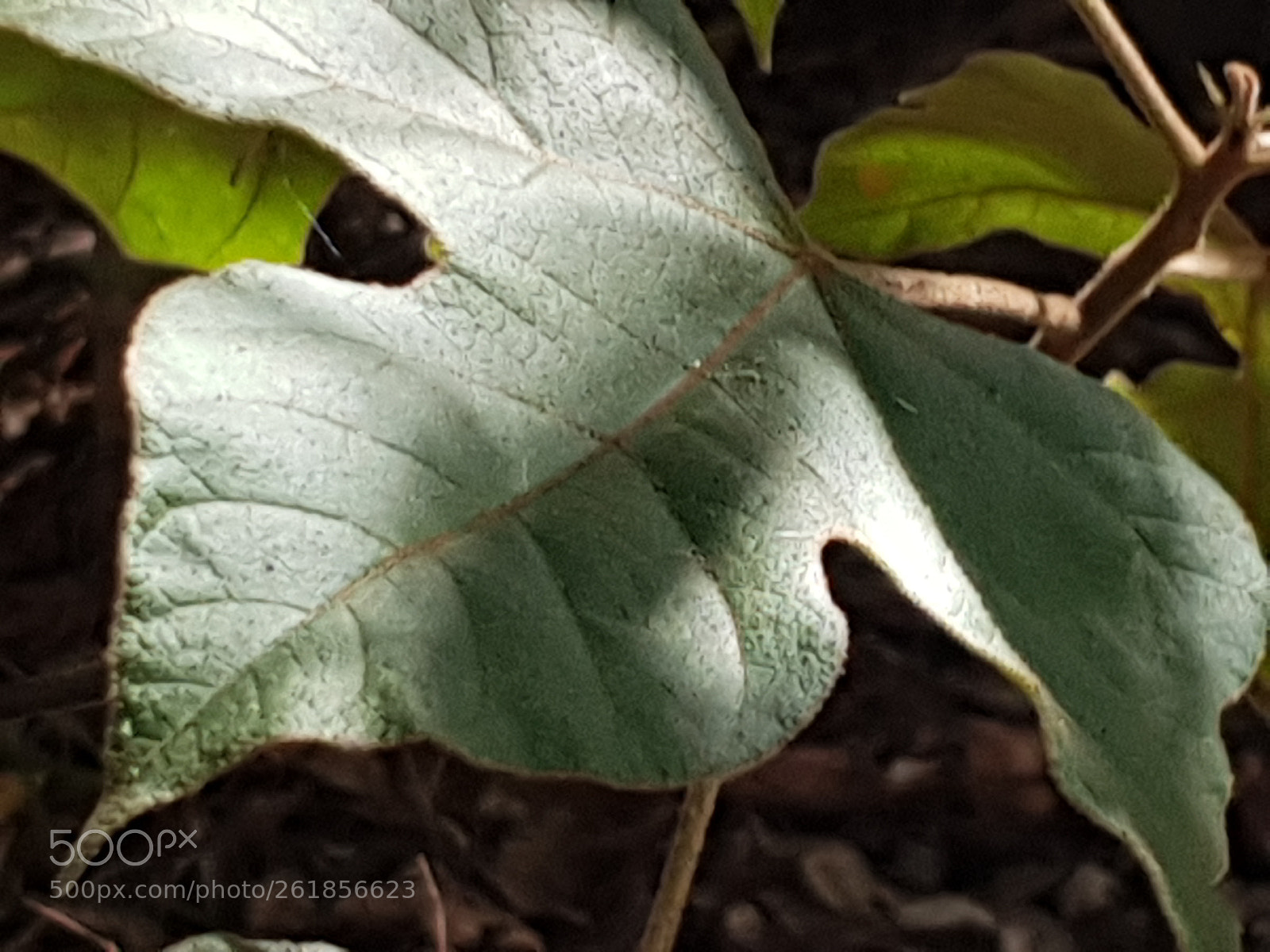 Samsung Galaxy S9 sample photo. Leaf photography