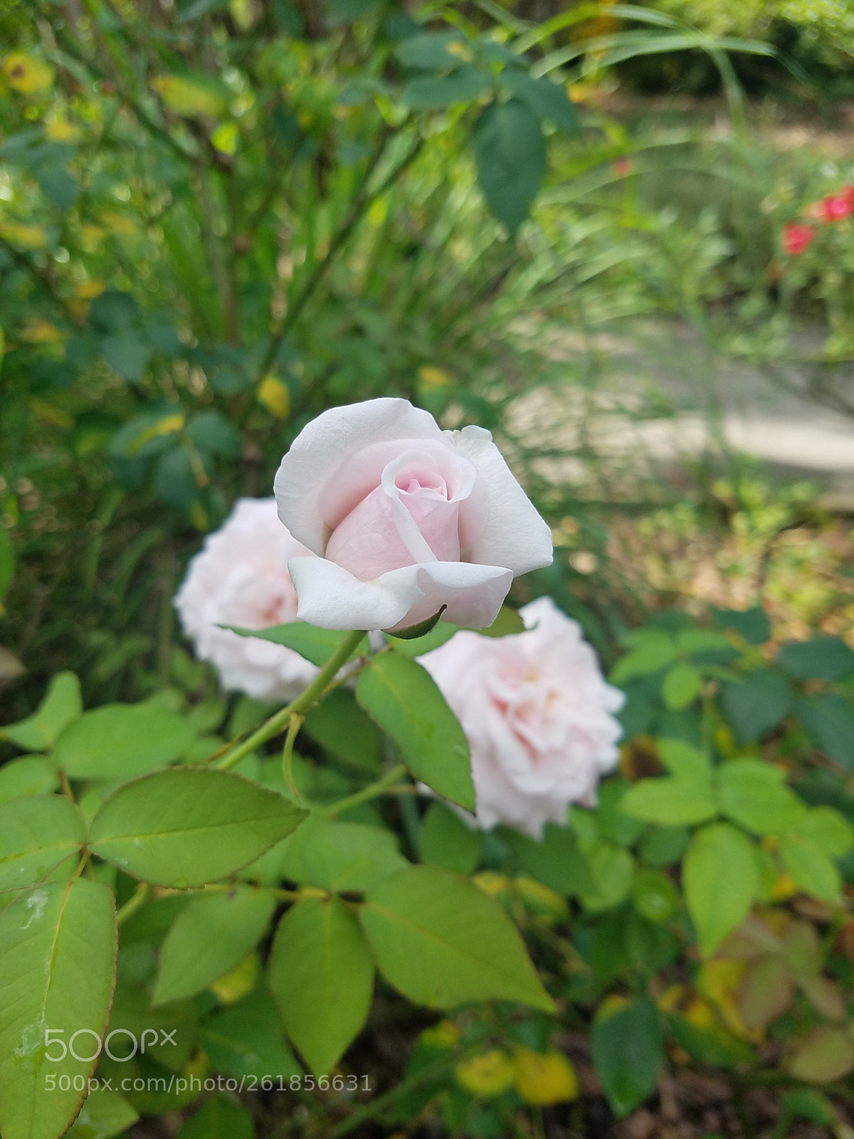 Samsung Galaxy S7 sample photo. Reborn... photography