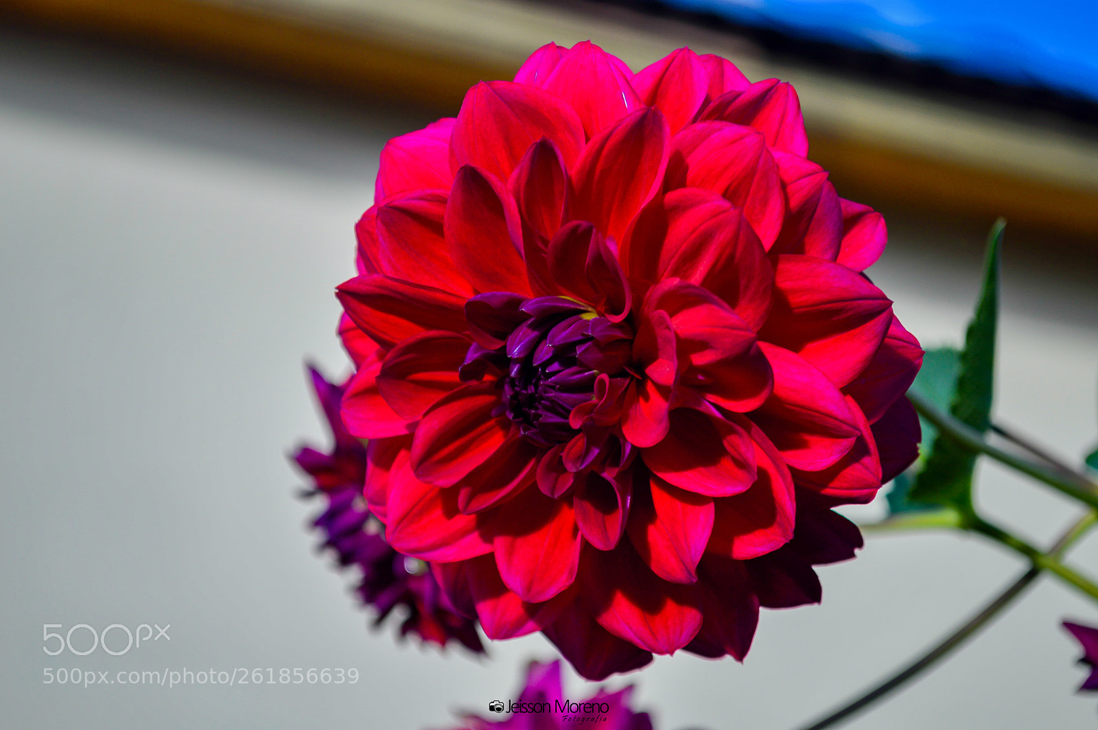 Nikon D3200 sample photo. Flower photography