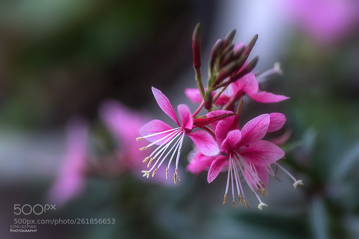 Pentax K-3 sample photo. At the early days photography
