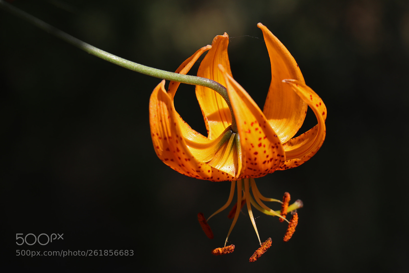 Canon EOS M50 (EOS Kiss M) sample photo. A california tiger lily photography