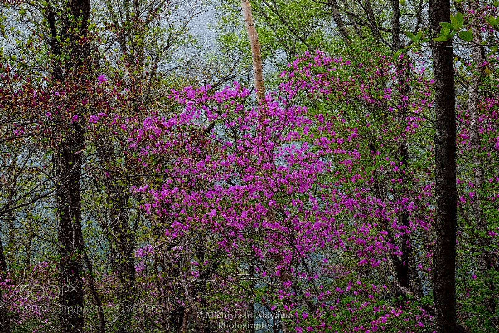 Fujifilm X-T1 sample photo. Azalea on the lakeside. photography