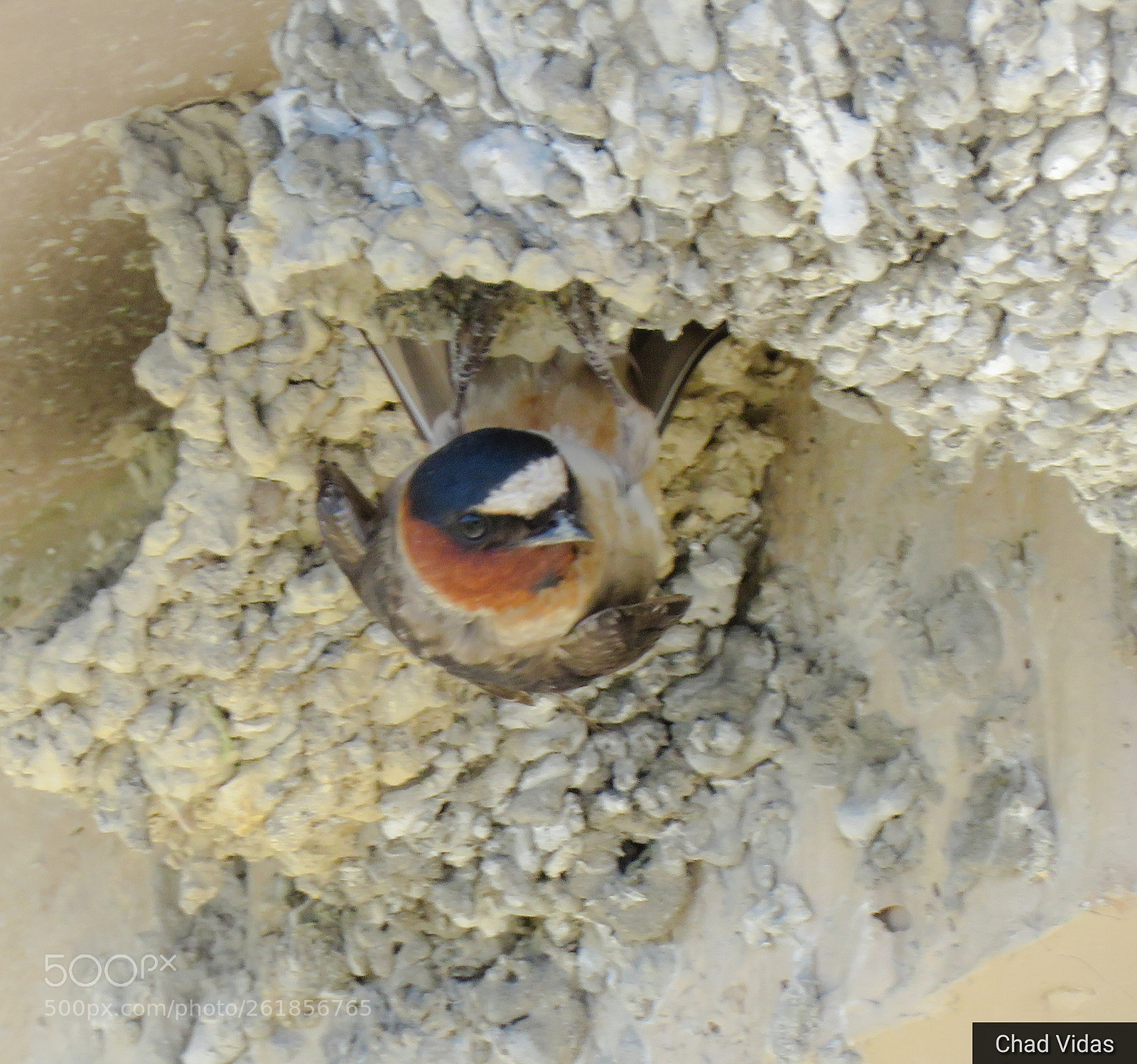Canon PowerShot SX60 HS sample photo. Swallow ing around photography