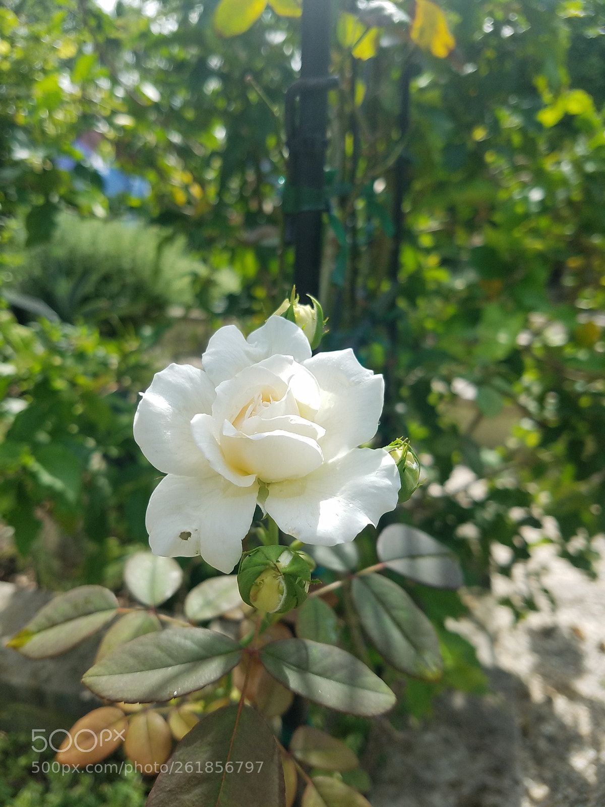 Samsung Galaxy S7 sample photo. Purity photography
